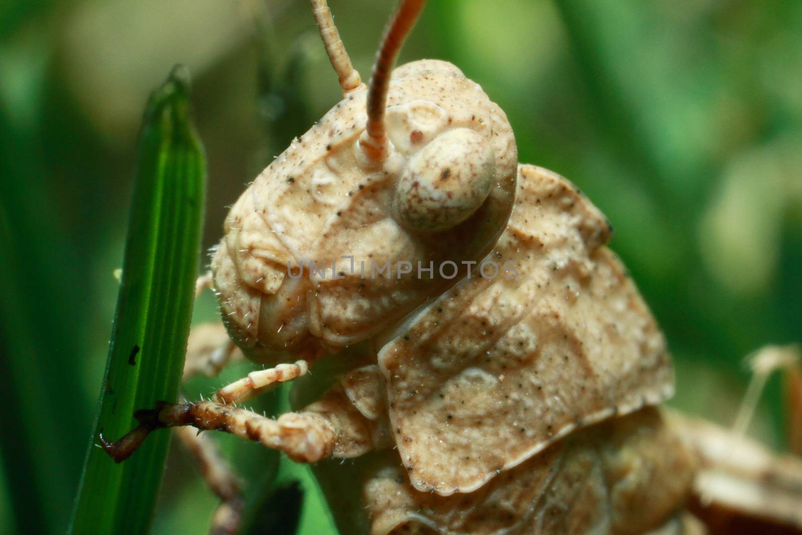 Extreme locust closeup. Grasshopper on a green leaf. High quality photo