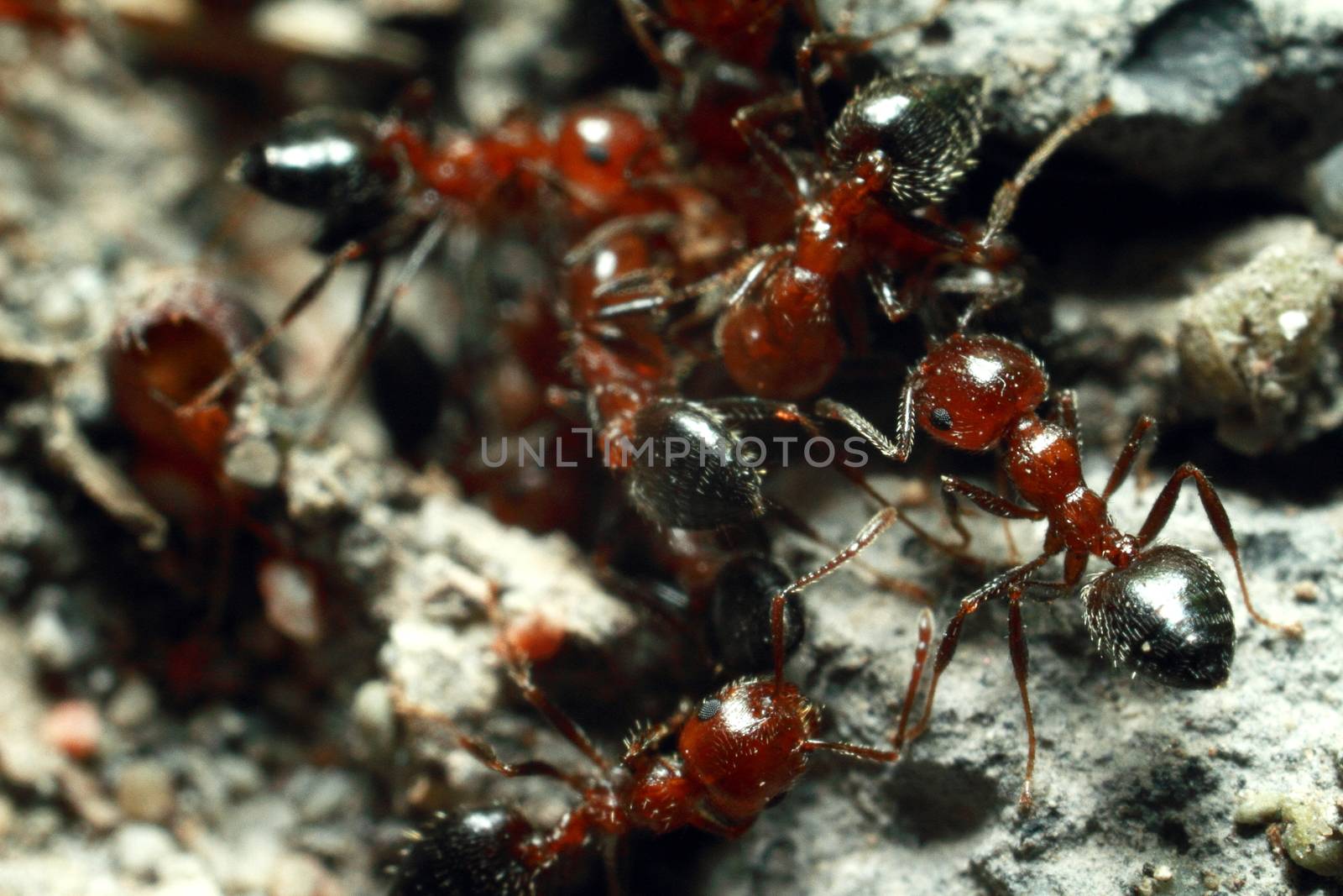 Brown ants, group, take care of aphids. High quality photo