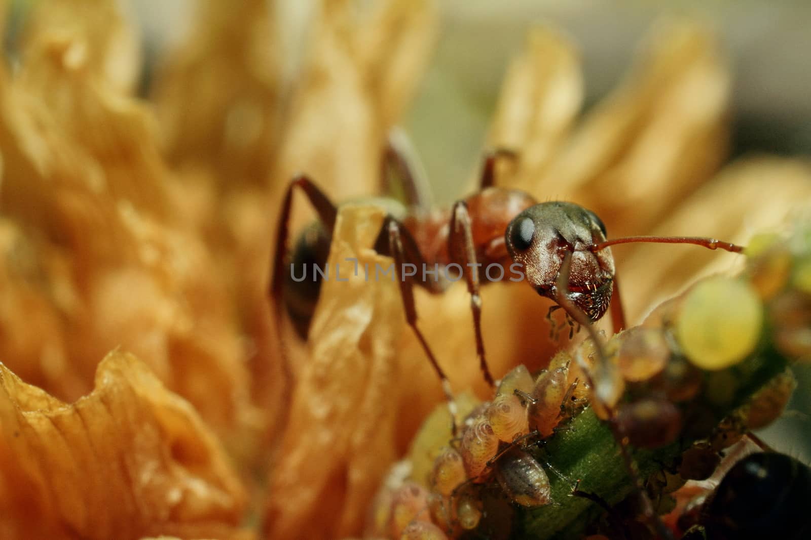 Brown ants, group, take care of aphids by selinsmo