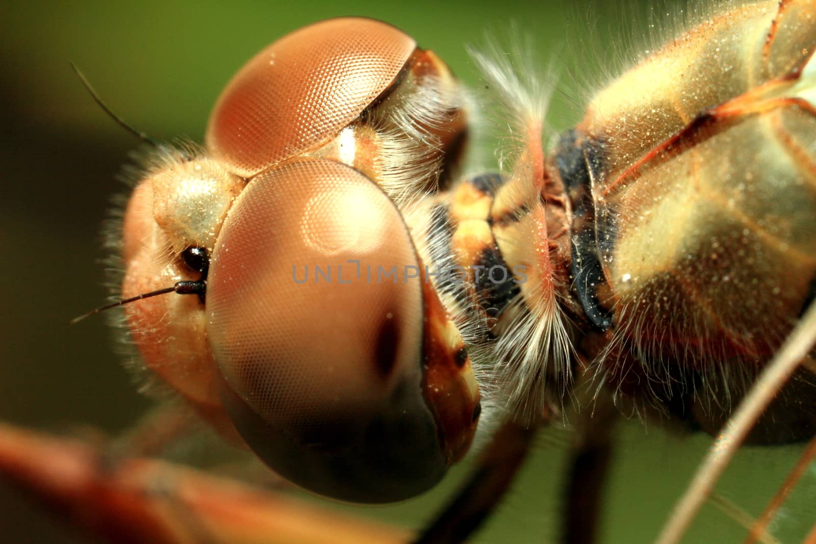 Macro shots, Beautiful nature scene dragonfly. Showing of eyes and wings detail. Dragonfly in the nature habitat using as a background or wallpaper.The concept for writing an article.