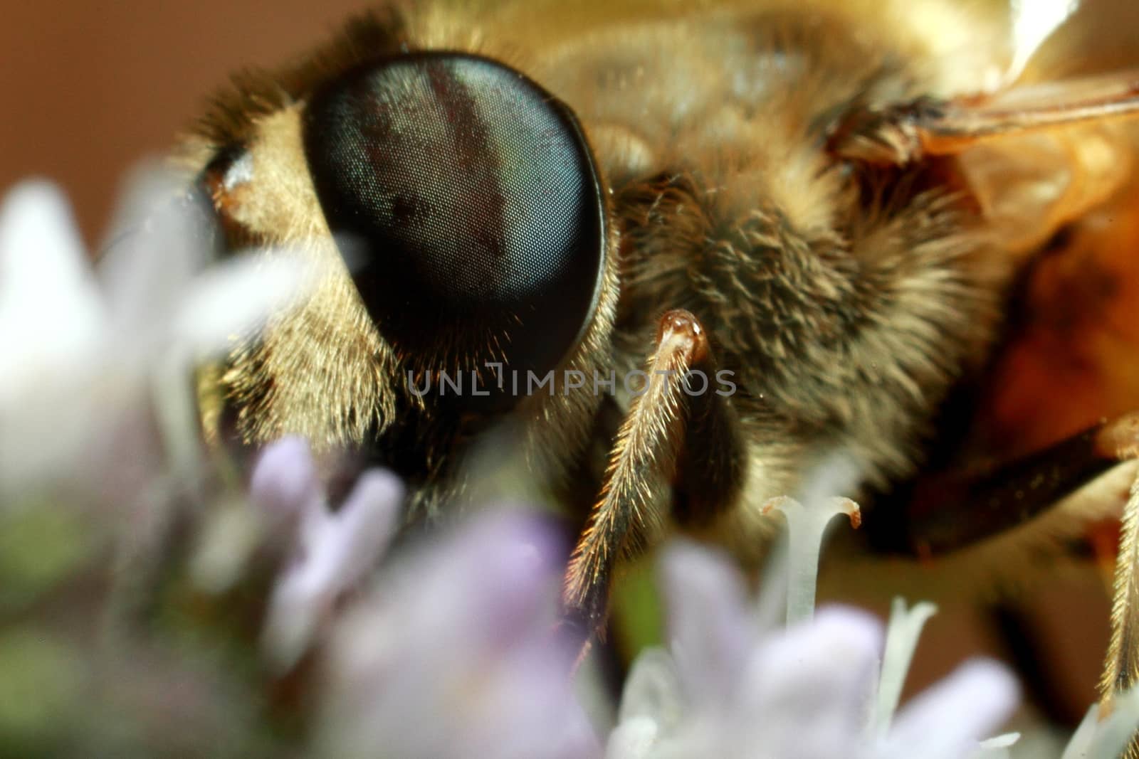 a bee collects pollen and nectar, honey from a flower. High quality photo