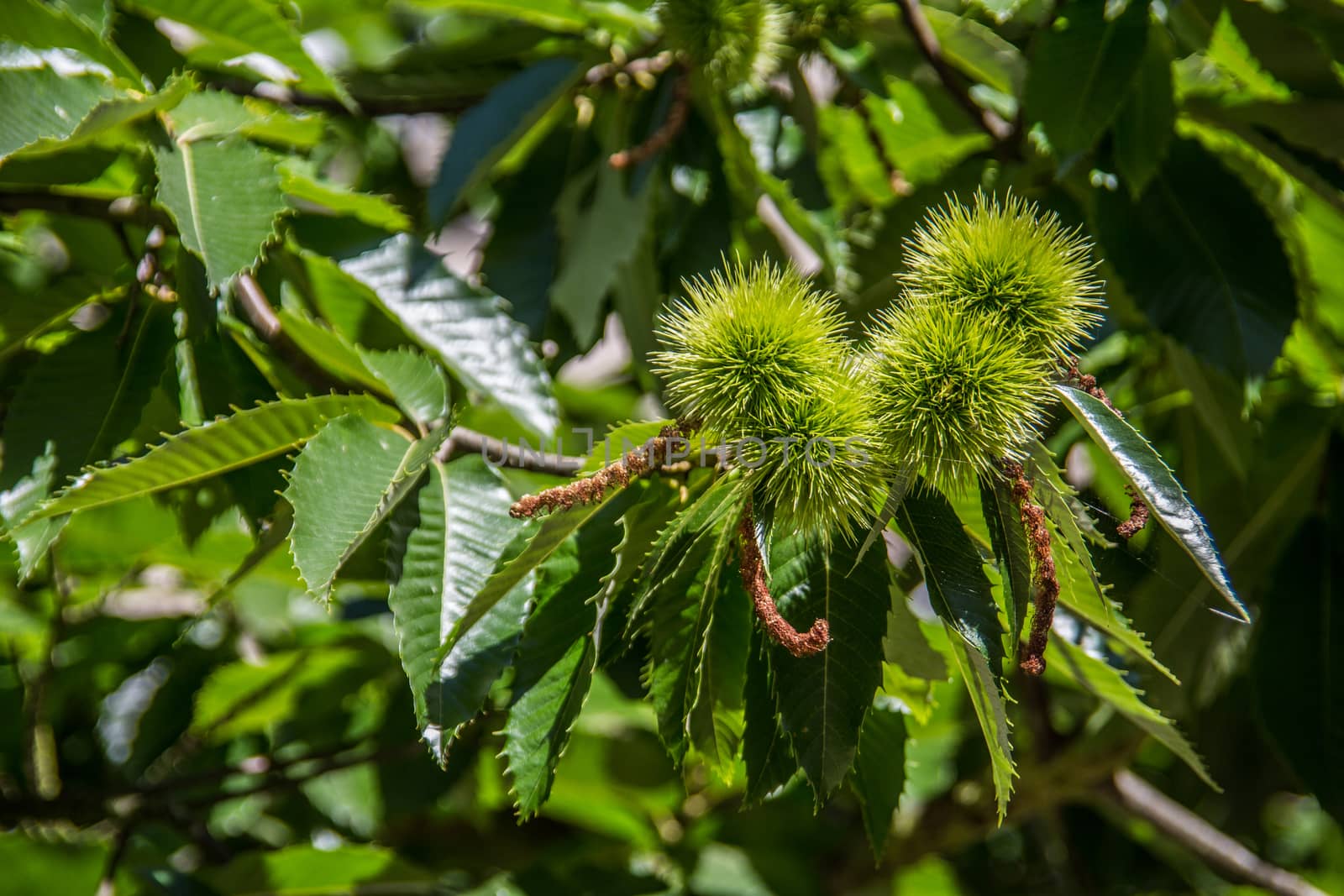 American chestnut in the Sayn castle courtyard by Dr-Lange