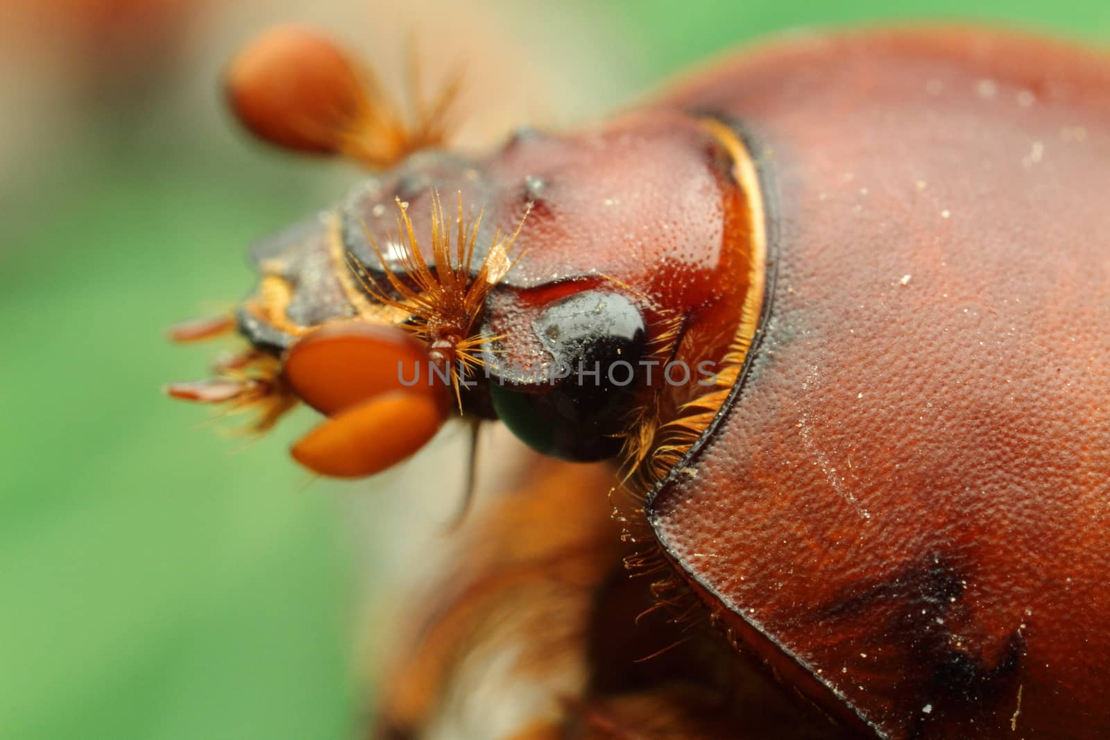 beautiful insect on a juicy green leaf, beetle. High quality photo