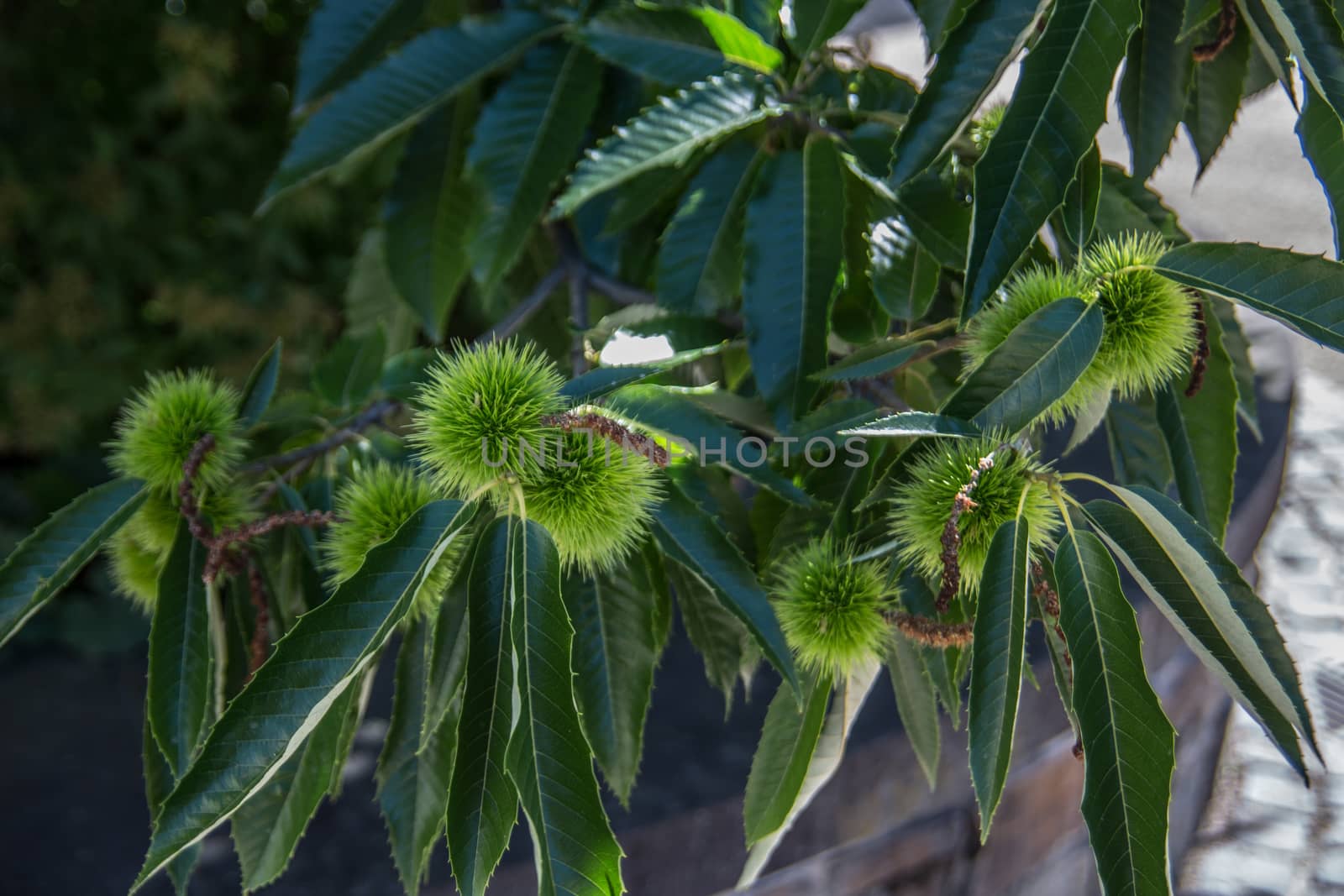 American chestnut in the Sayn castle courtyard by Dr-Lange