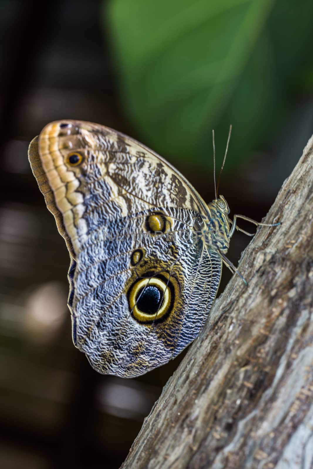 Wood owl butterfly with wing eyes