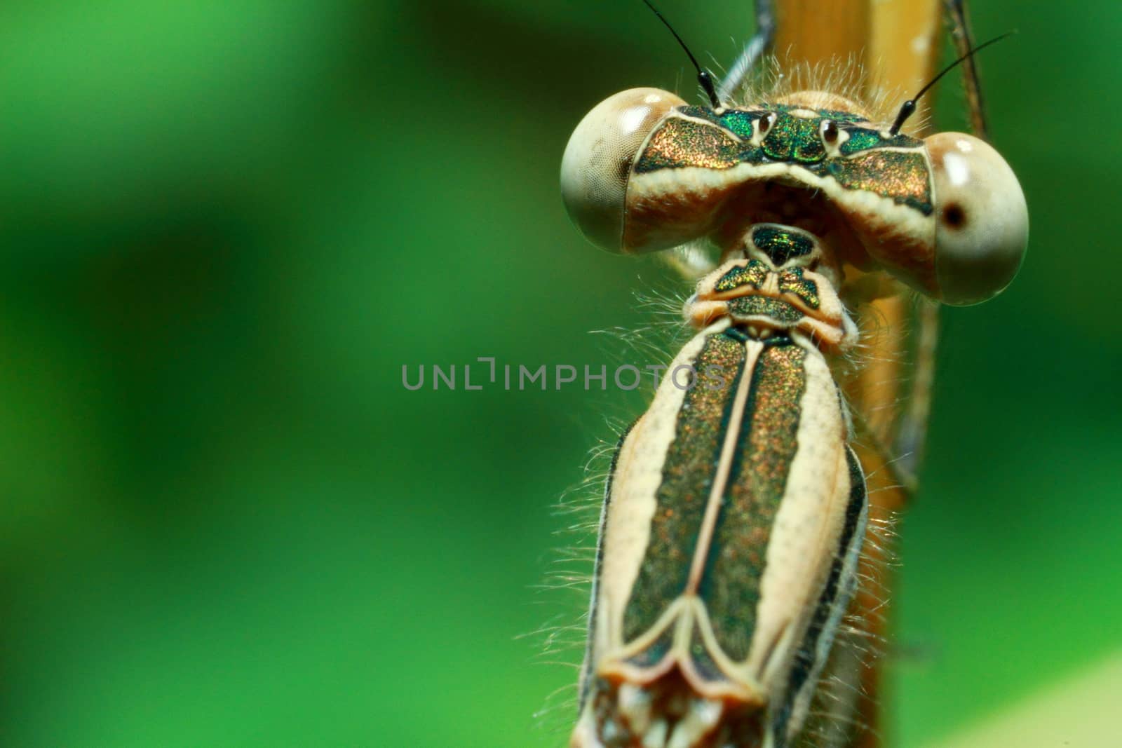 Macro shots, Beautiful nature scene dragonfly. Showing of eyes and wings detail. Dragonfly in the nature habitat using as a background or wallpaper.The concept for writing an article.