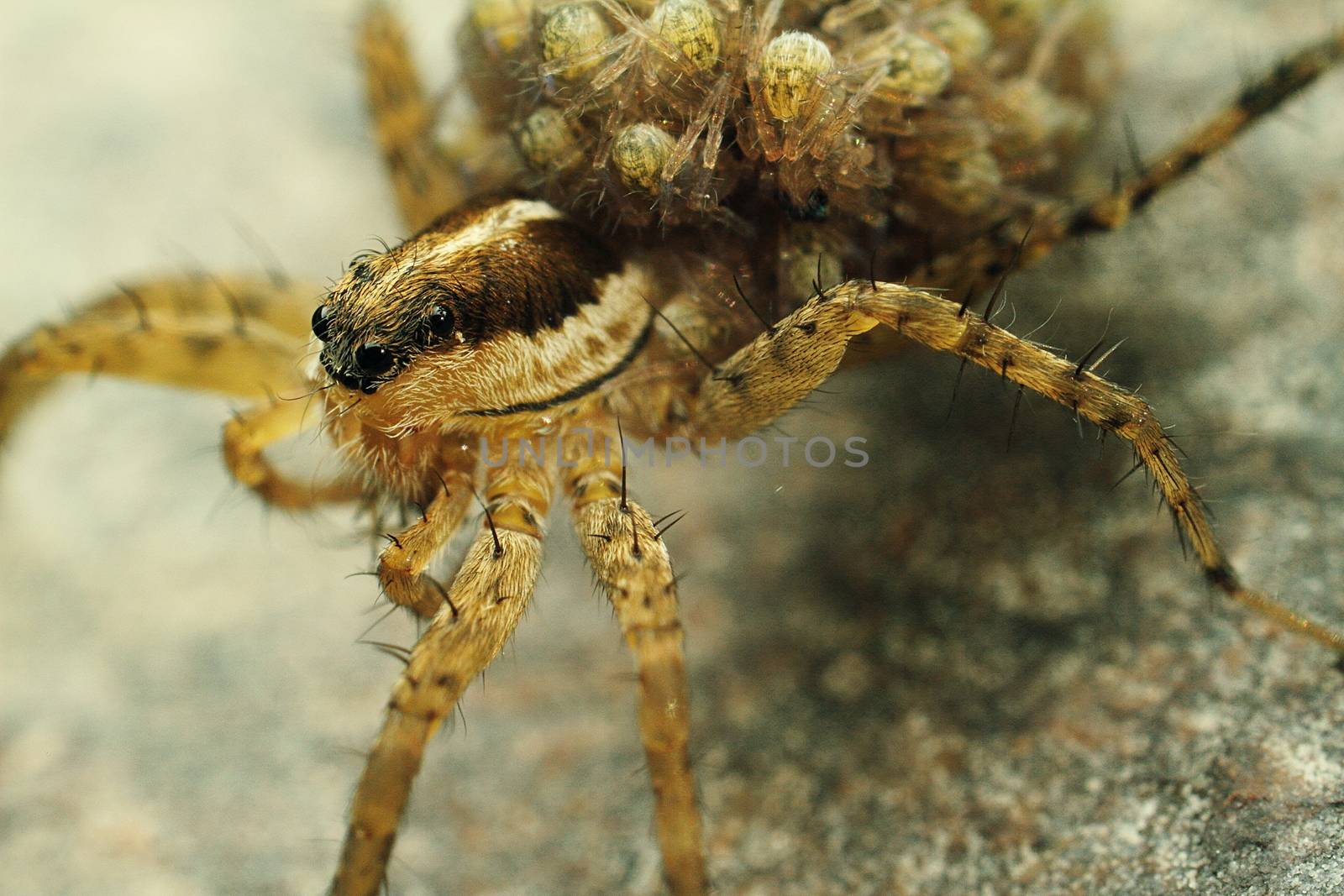 Spider with beautiful eyes close-up. Insect Macro shot. by selinsmo