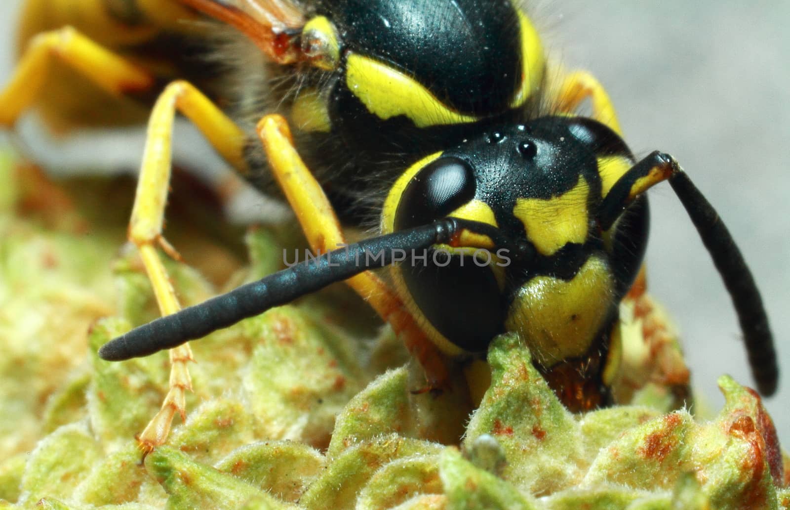 Wasp, yellow-black insect on a plant, close-up by selinsmo