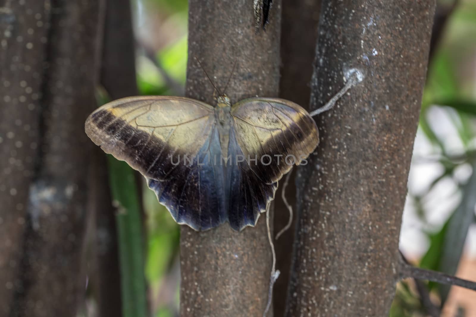 Wood owl butterfly with wing eyes by Dr-Lange