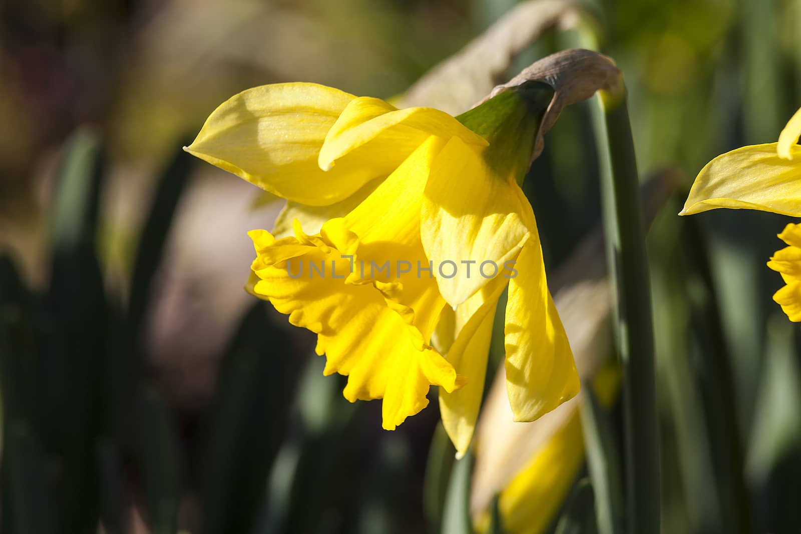 Daffodil (narcissus) 'Early Sensation' which flowers early in January and February