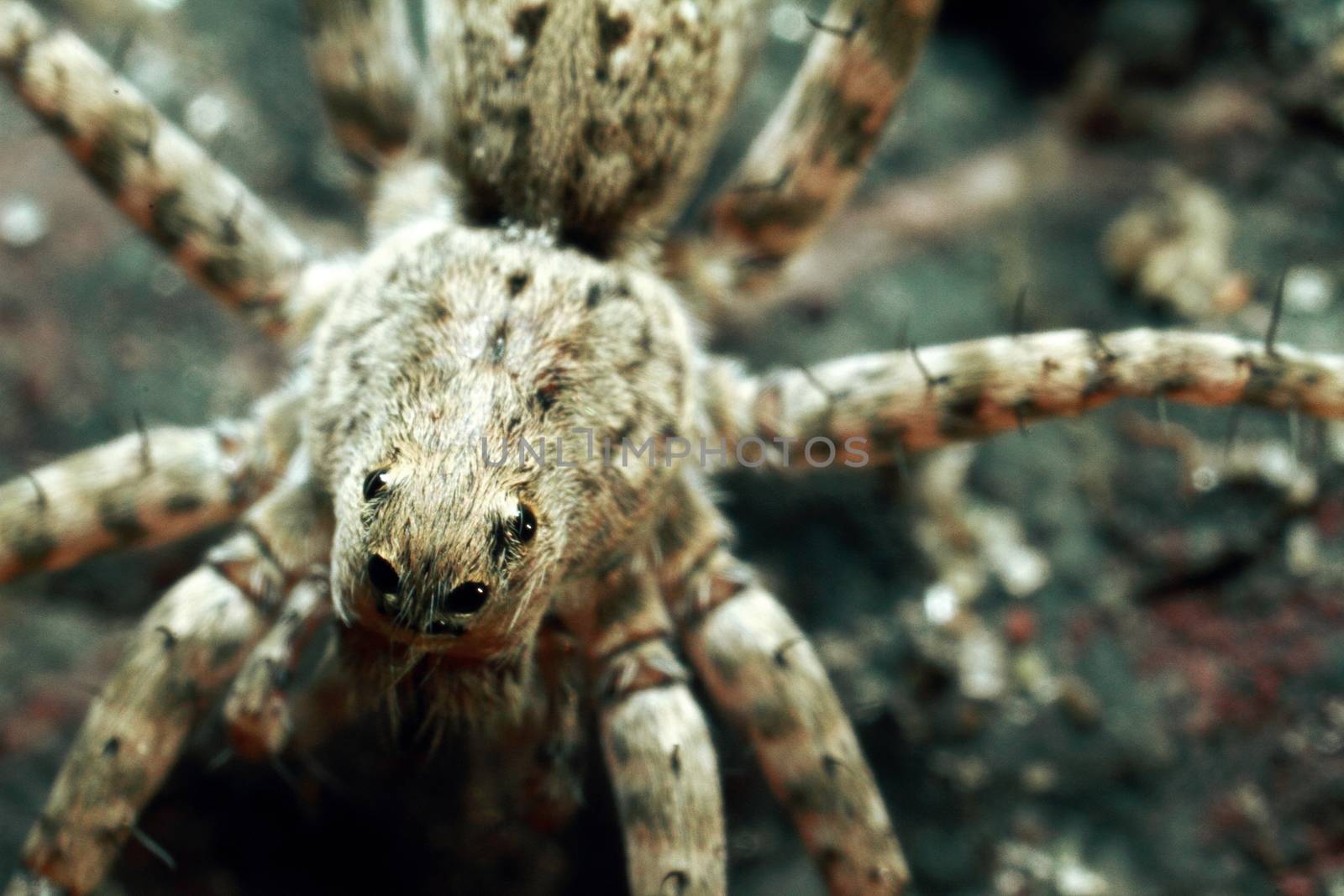 Spider with beautiful eyes close-up. Insect Macro shot. by selinsmo