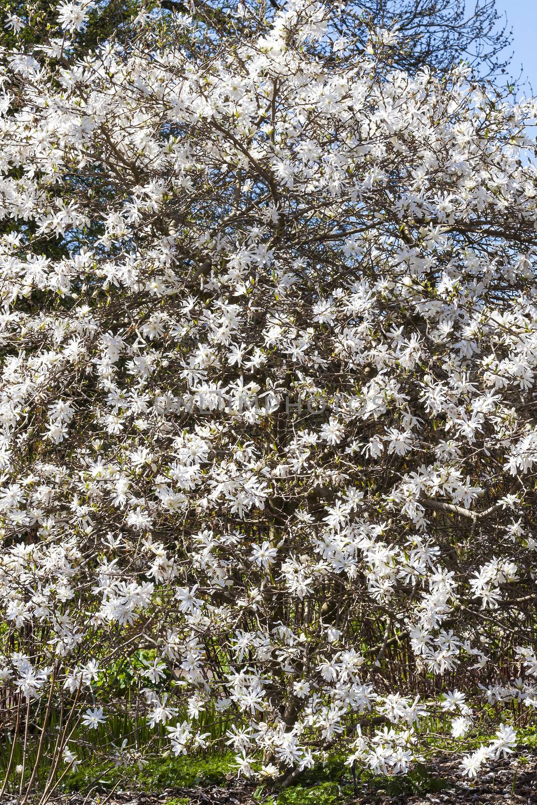 Star magnolia  by ant