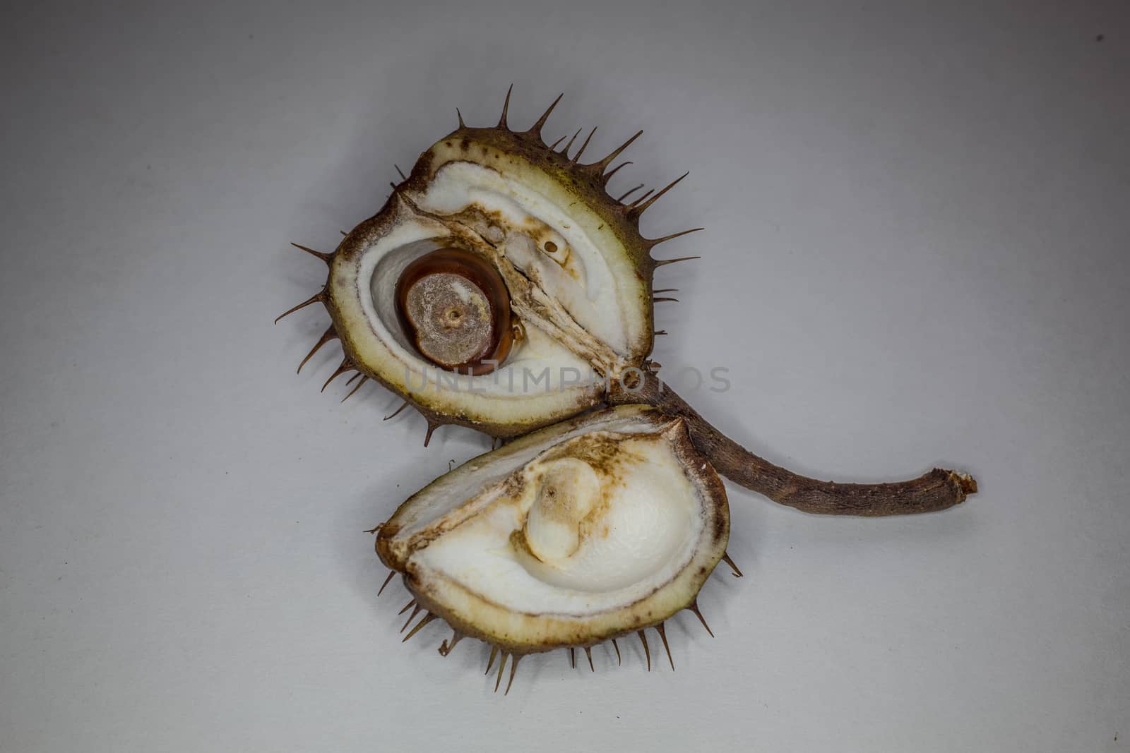 Chestnuts with a spiky pericarp
