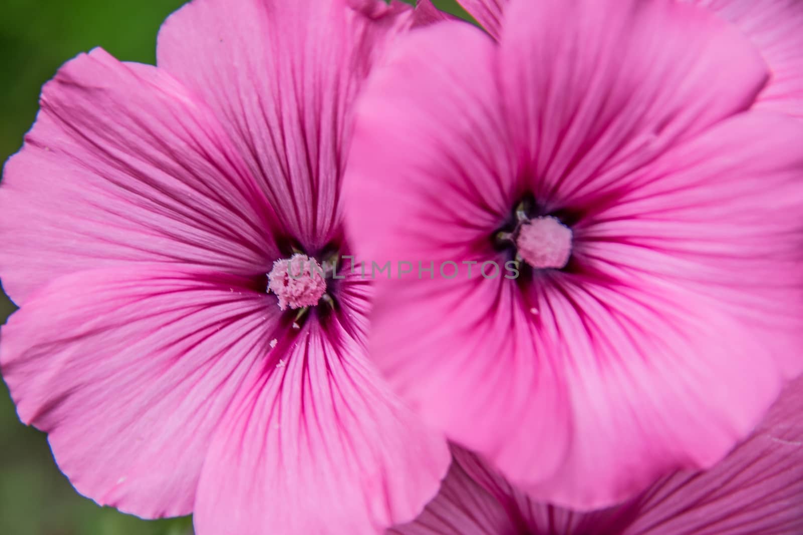 red mallow flowers in the bed