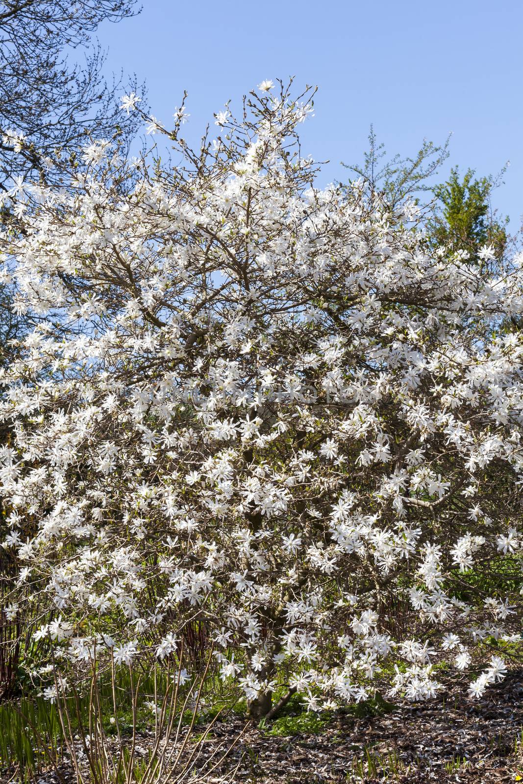 Star magnolia a winter spring white flower shrub or small tree