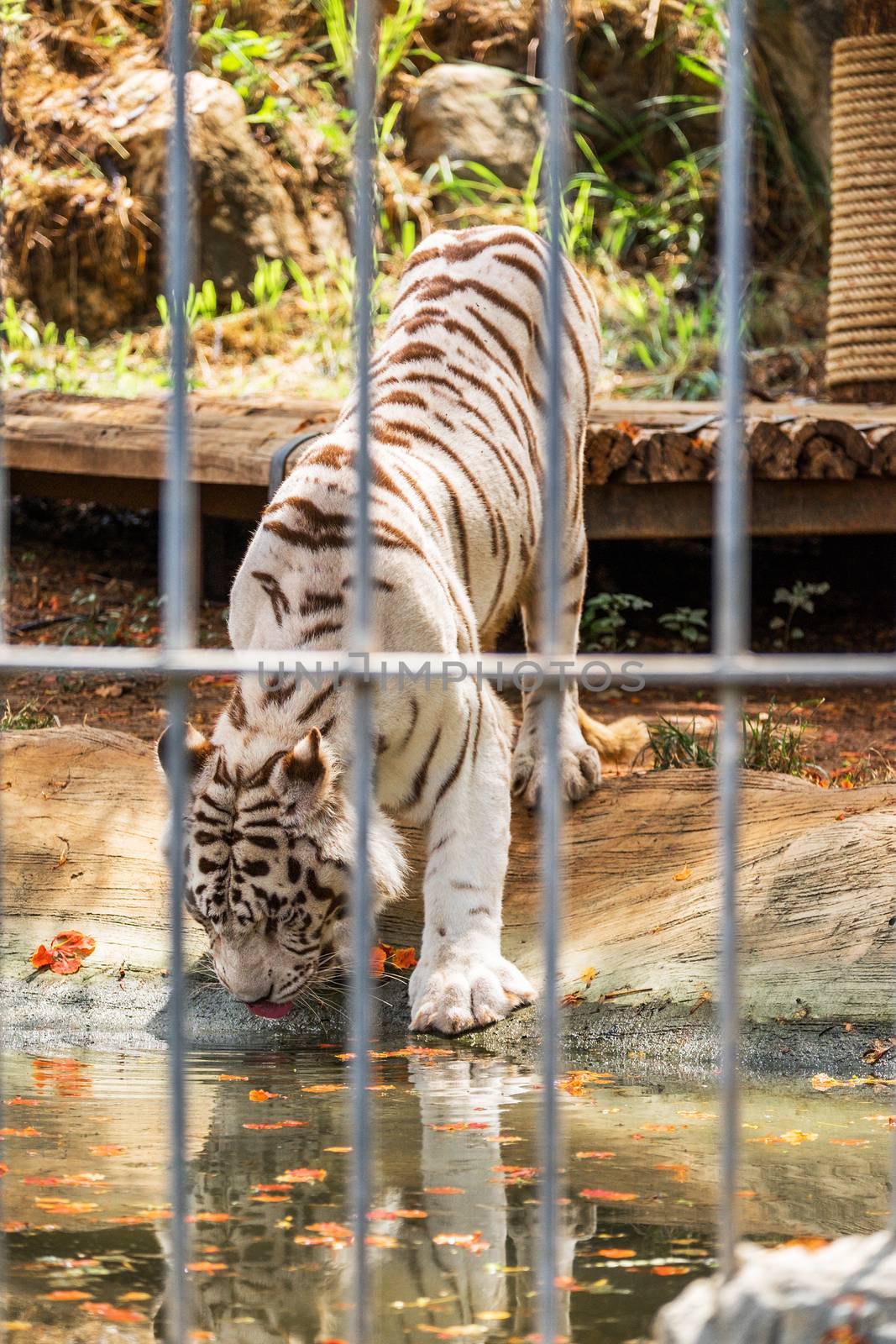 White Tiger eating water in cage by Surasak