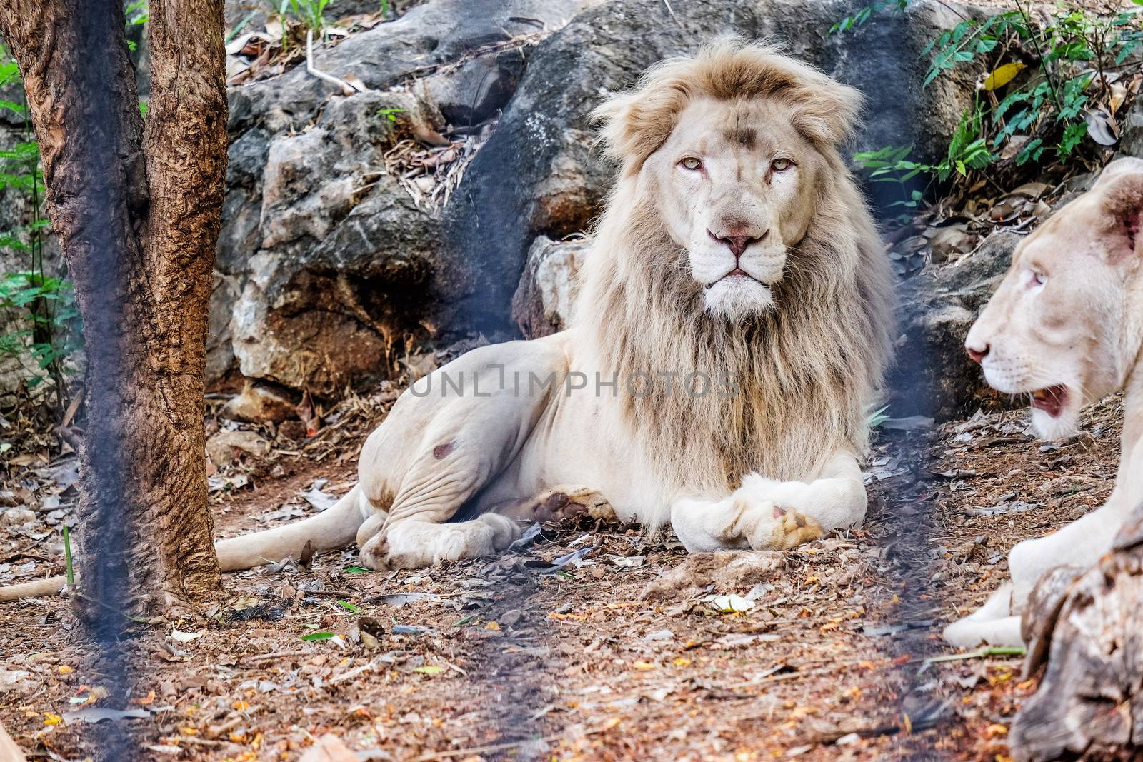 Male Lion in Cage by Surasak