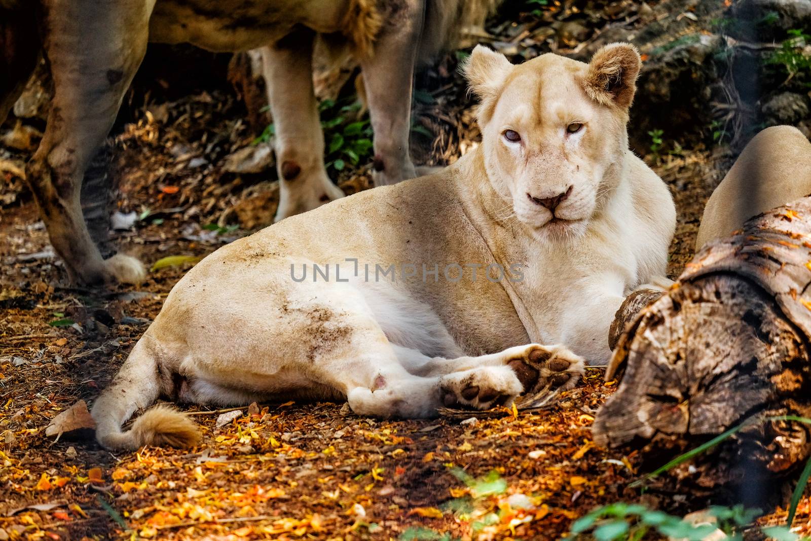 White female lion in cage by Surasak