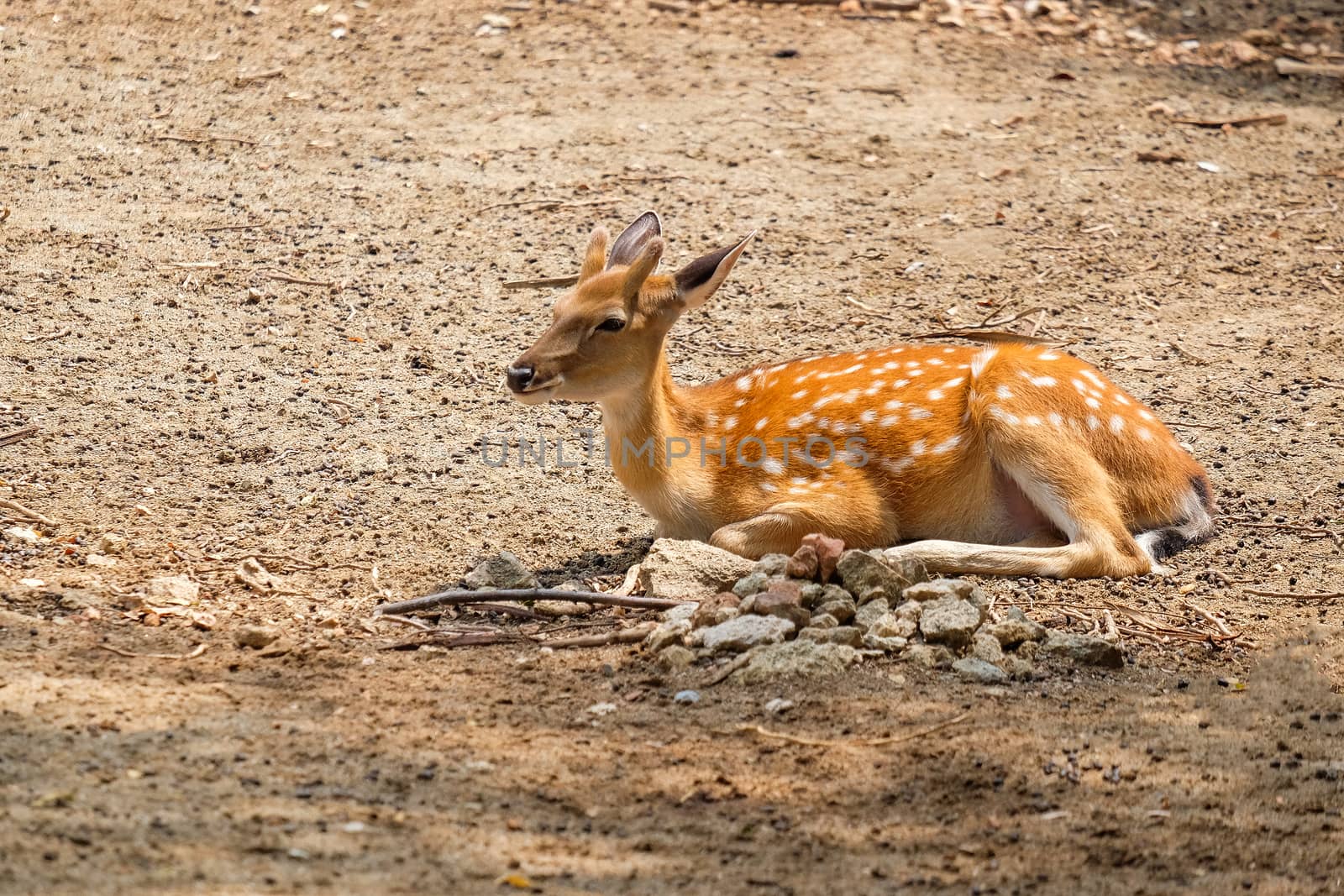 Female chital or cheetal deer (Axis axis),in sunlight by Surasak