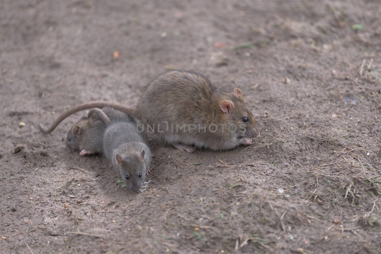 A huddle of three common brown rates forage amongst plain brown damp mud for food, their fur color camouflages them. Looking different ways.