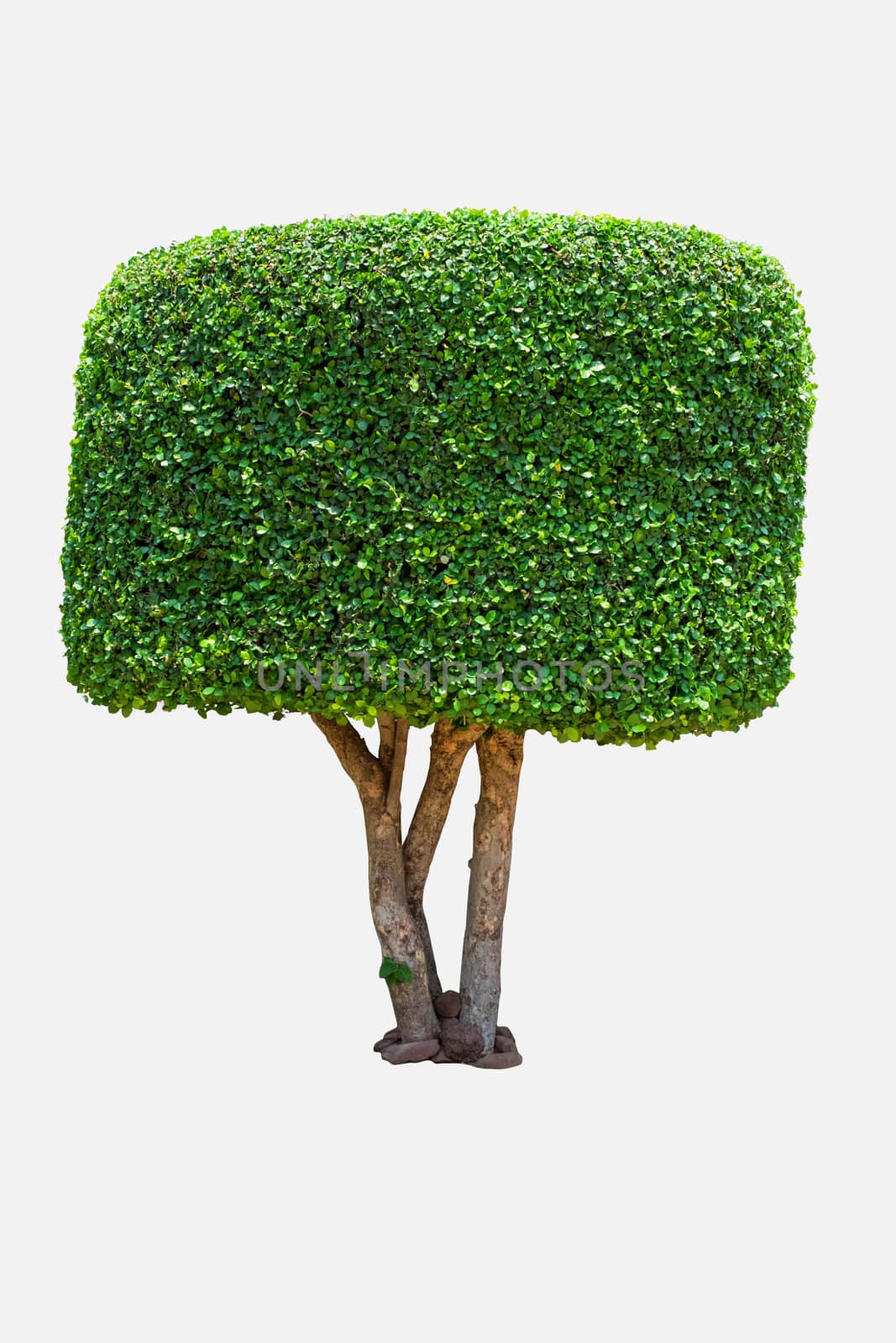 tree square isolate on white with clipping path  by Surasak