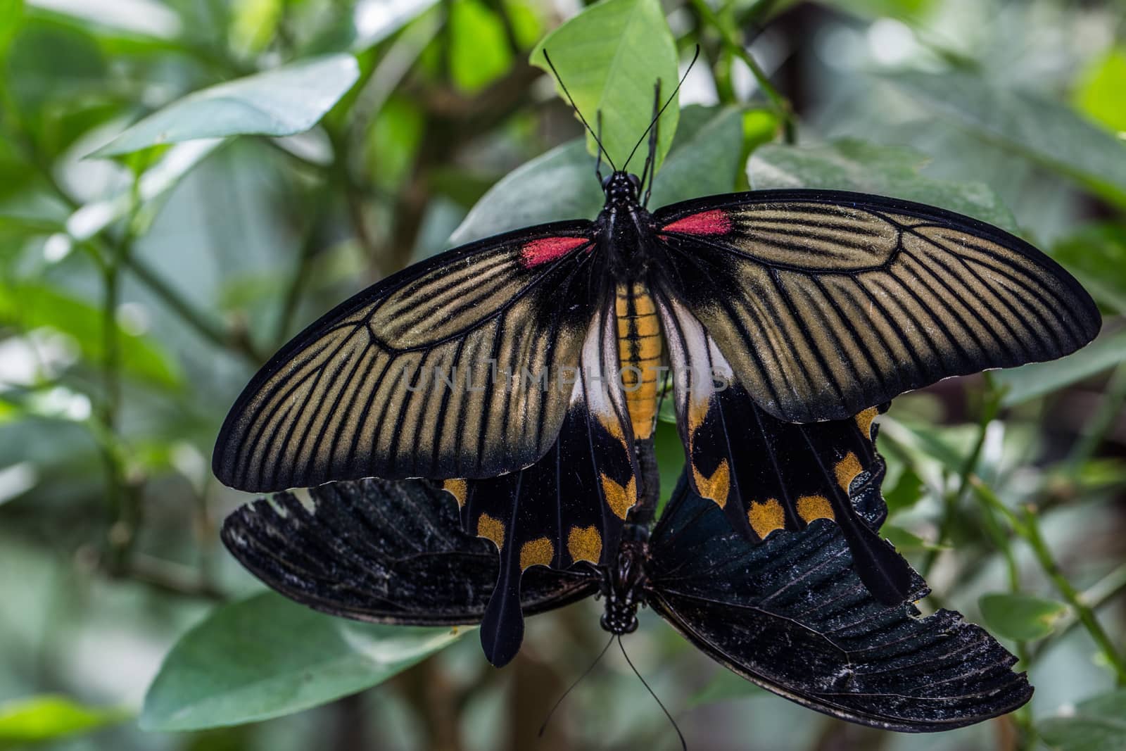 great tropical mormon knight butterfly