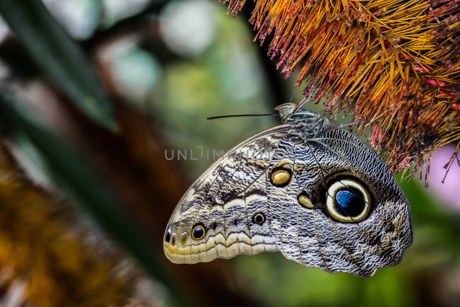 Wood owl butterfly with wing eyes by Dr-Lange