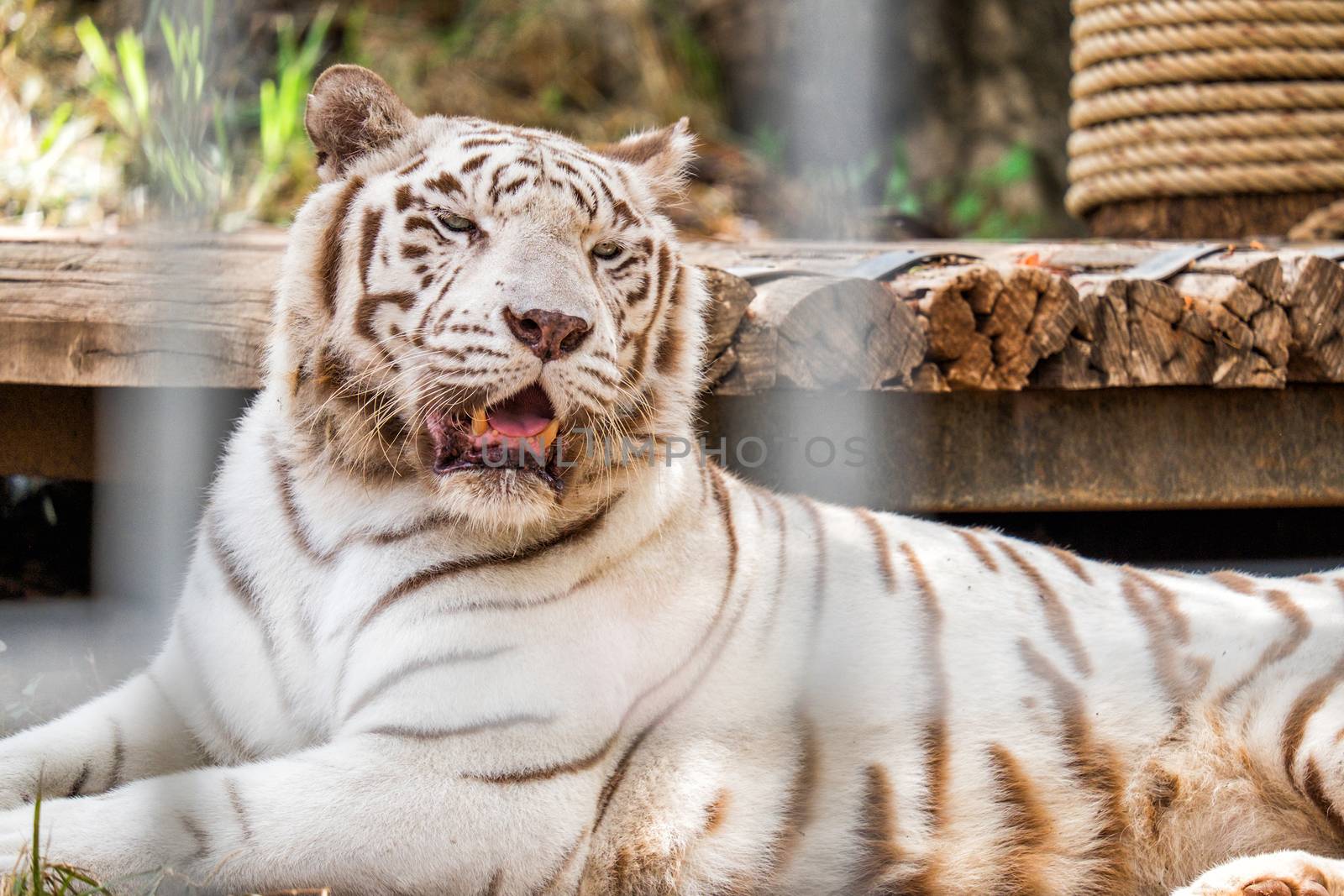 White Tiger sleeping in cage by Surasak