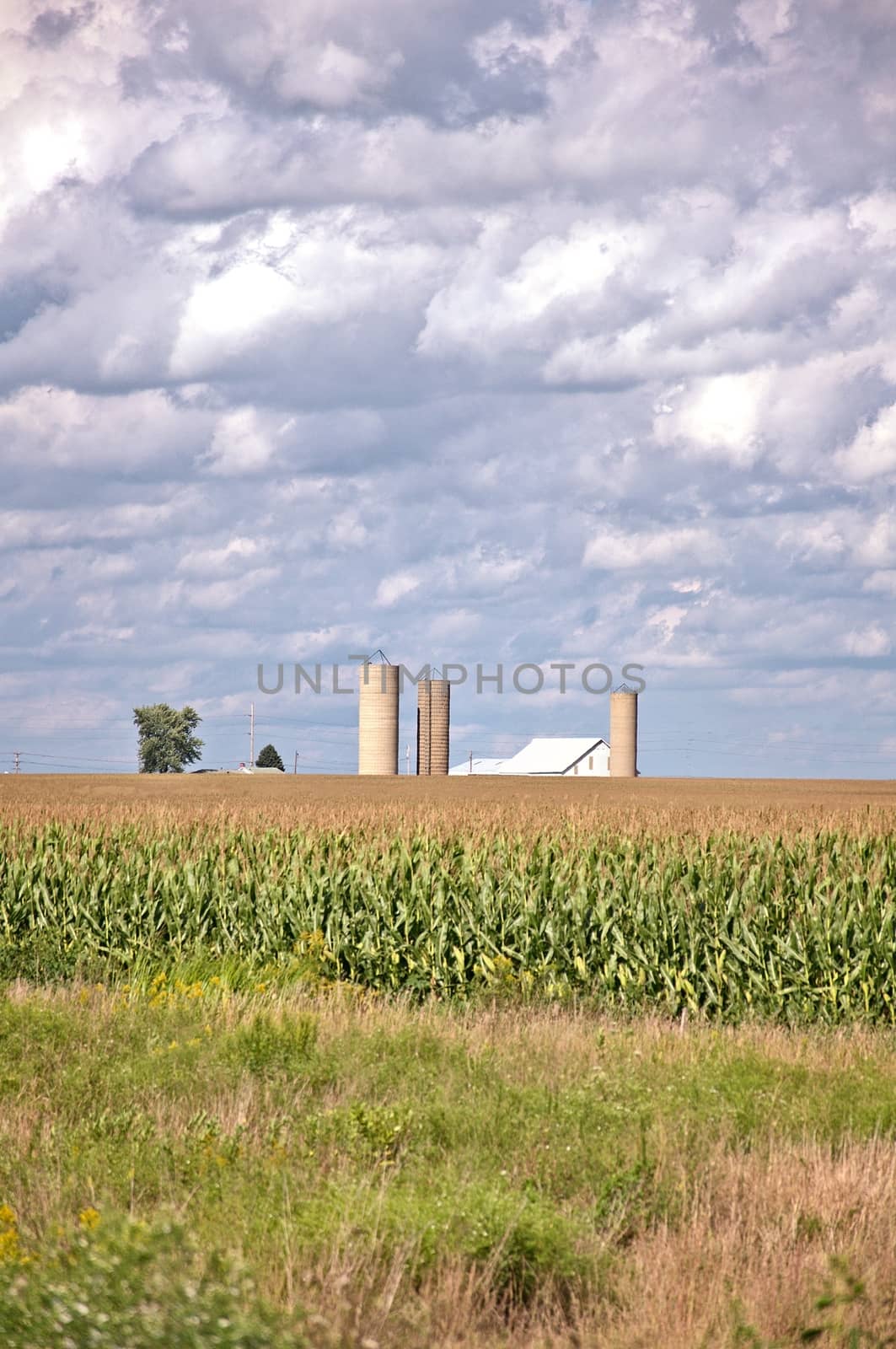 A famiy farm on sunny day with a corn crop waiting to be harvested later on in the season.