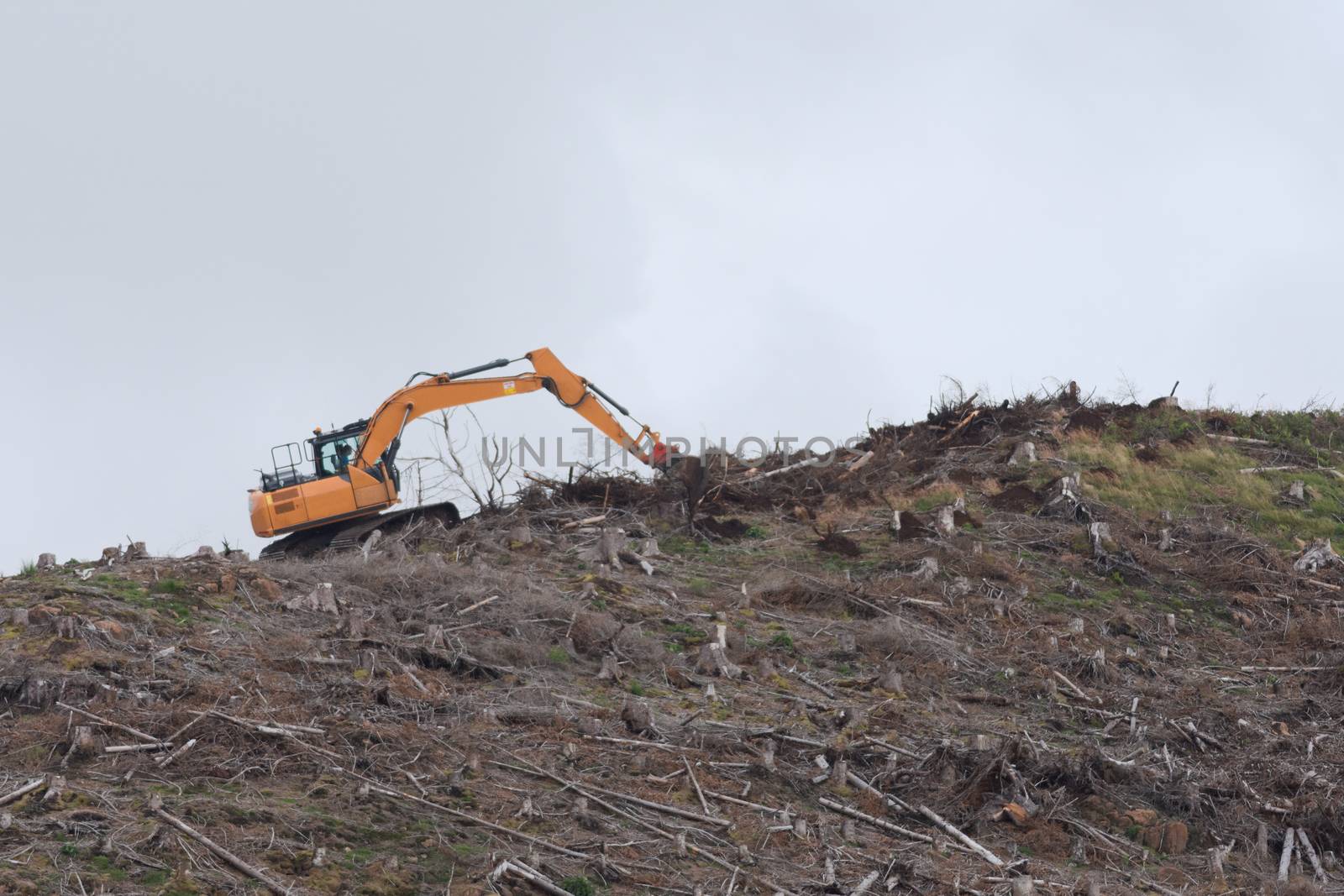 Bright orange digger against plain grey sky, as it works on a ridge deforesting. Only felled trees and stumps remain. British location and forest.