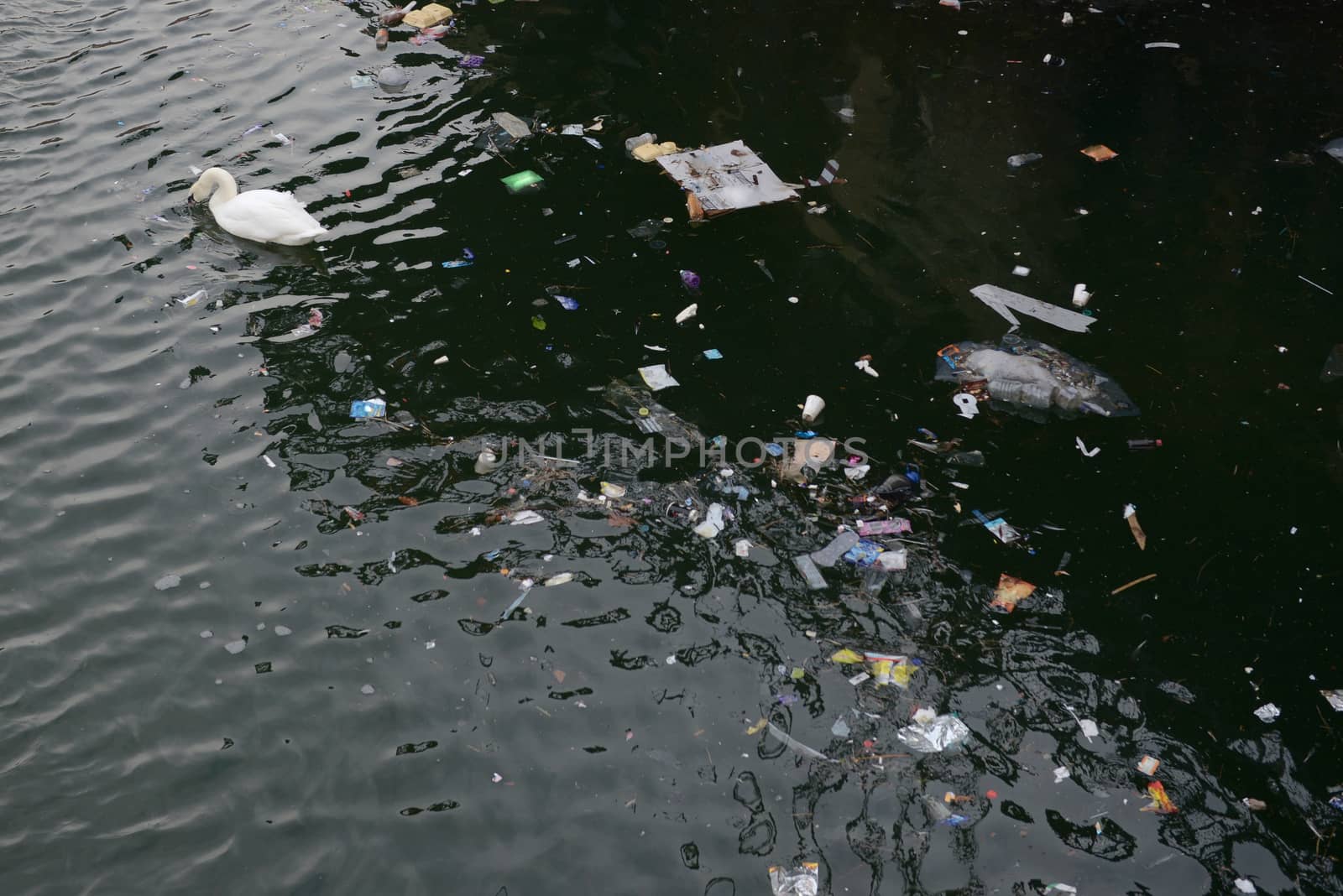 Swan looks down into murky water as swims away from a dense floating patch of litter and rubbish. Further, a dead pigeon floats too at the top.