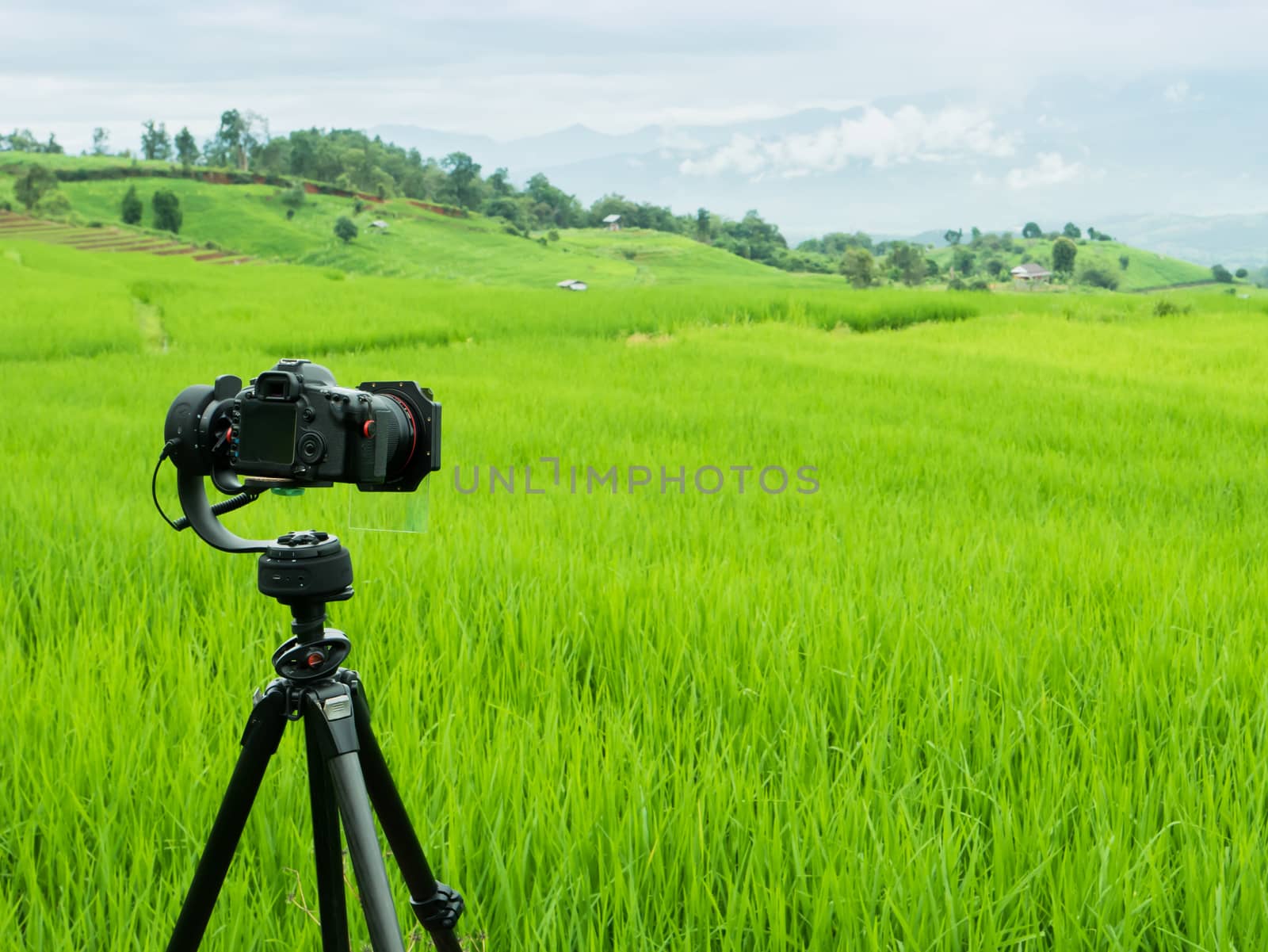 Rice of green field farm under cloudy sky with background of mountain location at Nan province north of Thailand