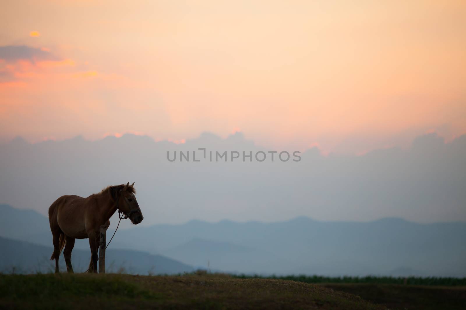 Horse is standing with mountain background as sunset time