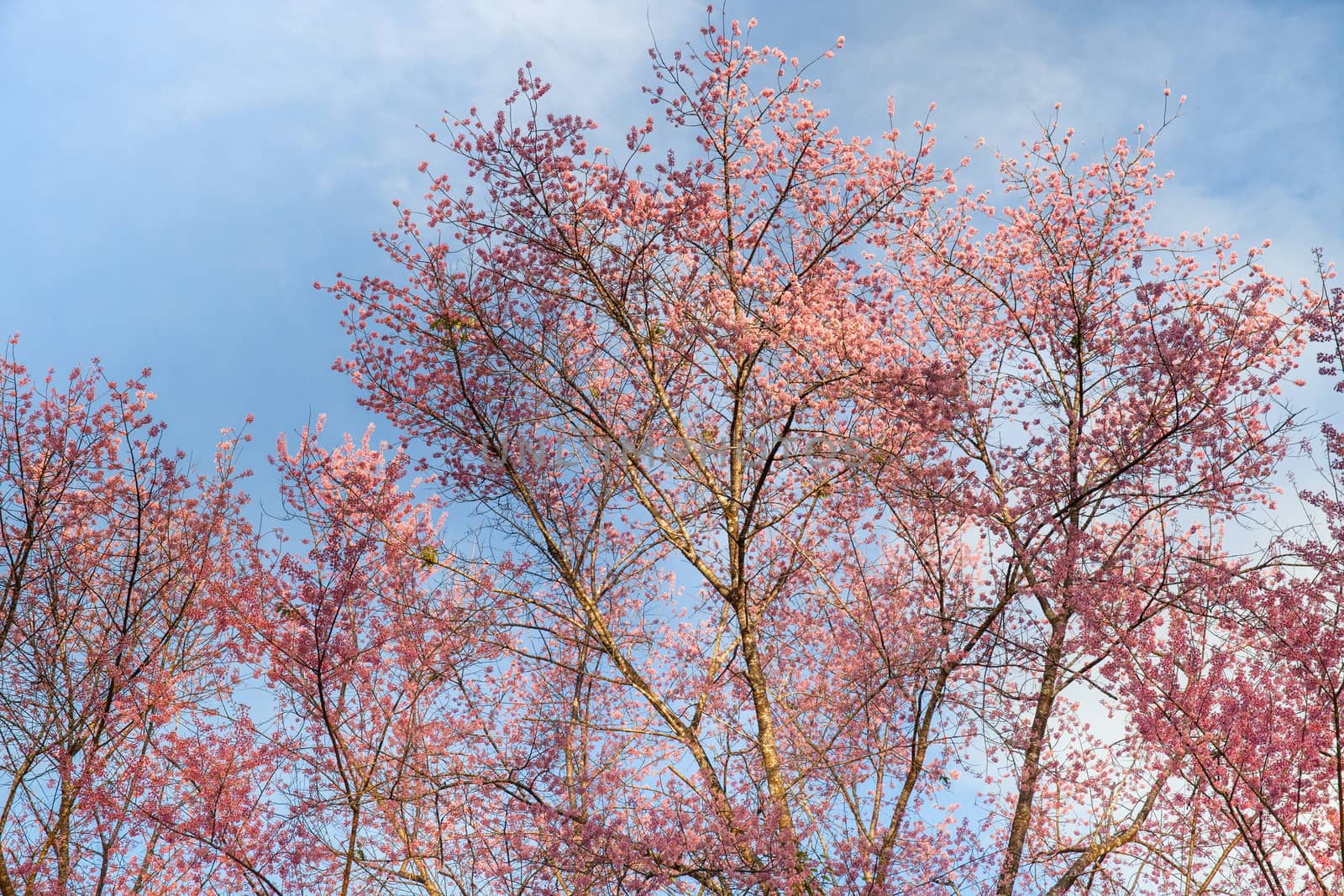 Thai blossom flower against clear sky