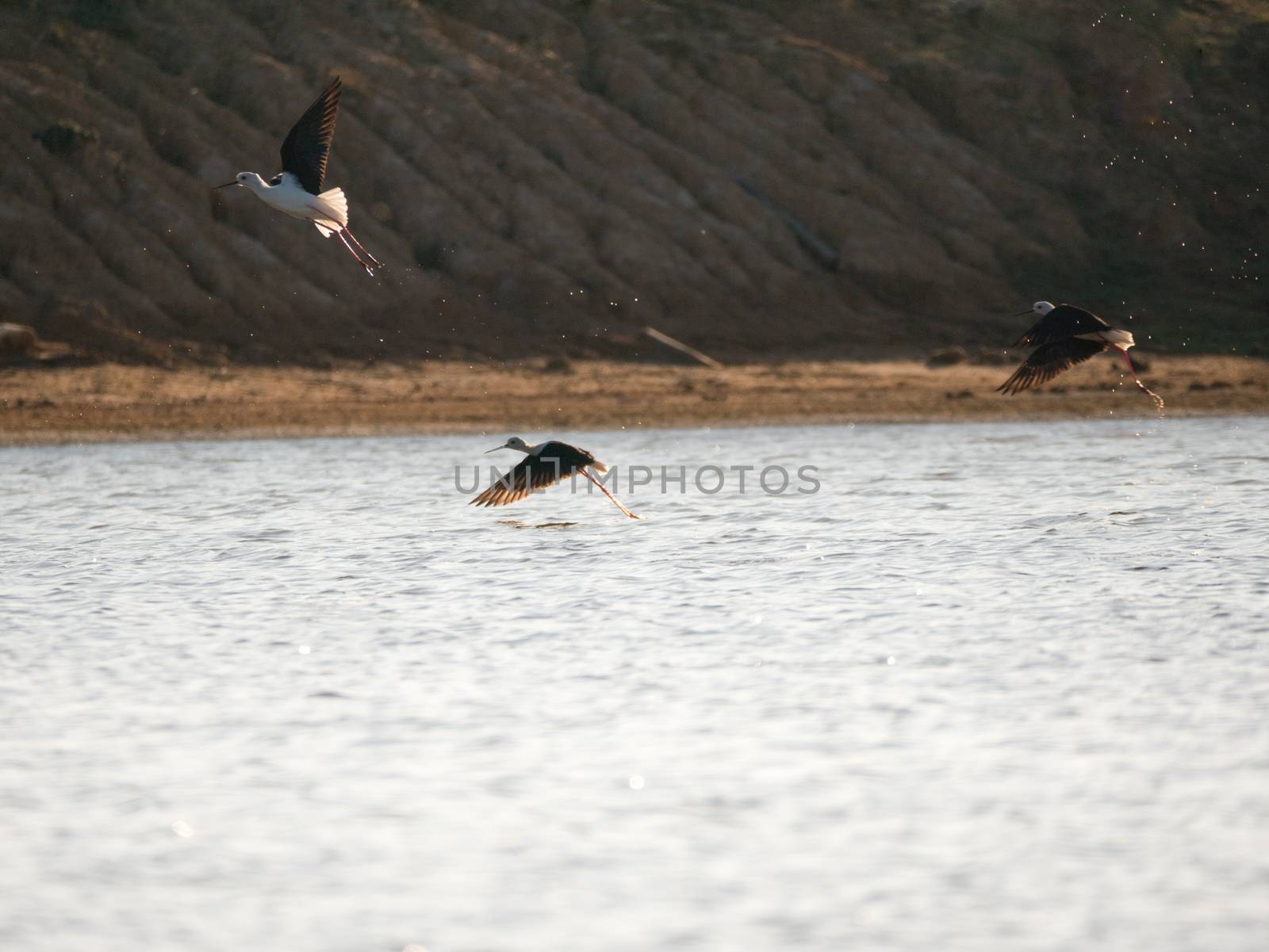 Birds are flying against mountain background