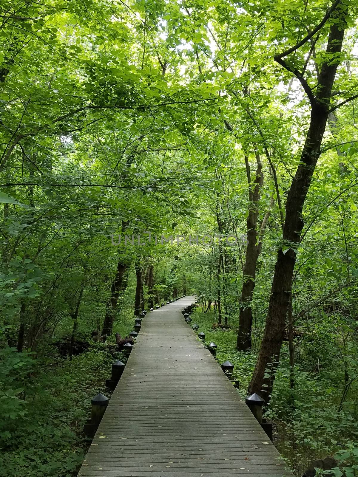 boardwalk in the forest by stockphotofan1