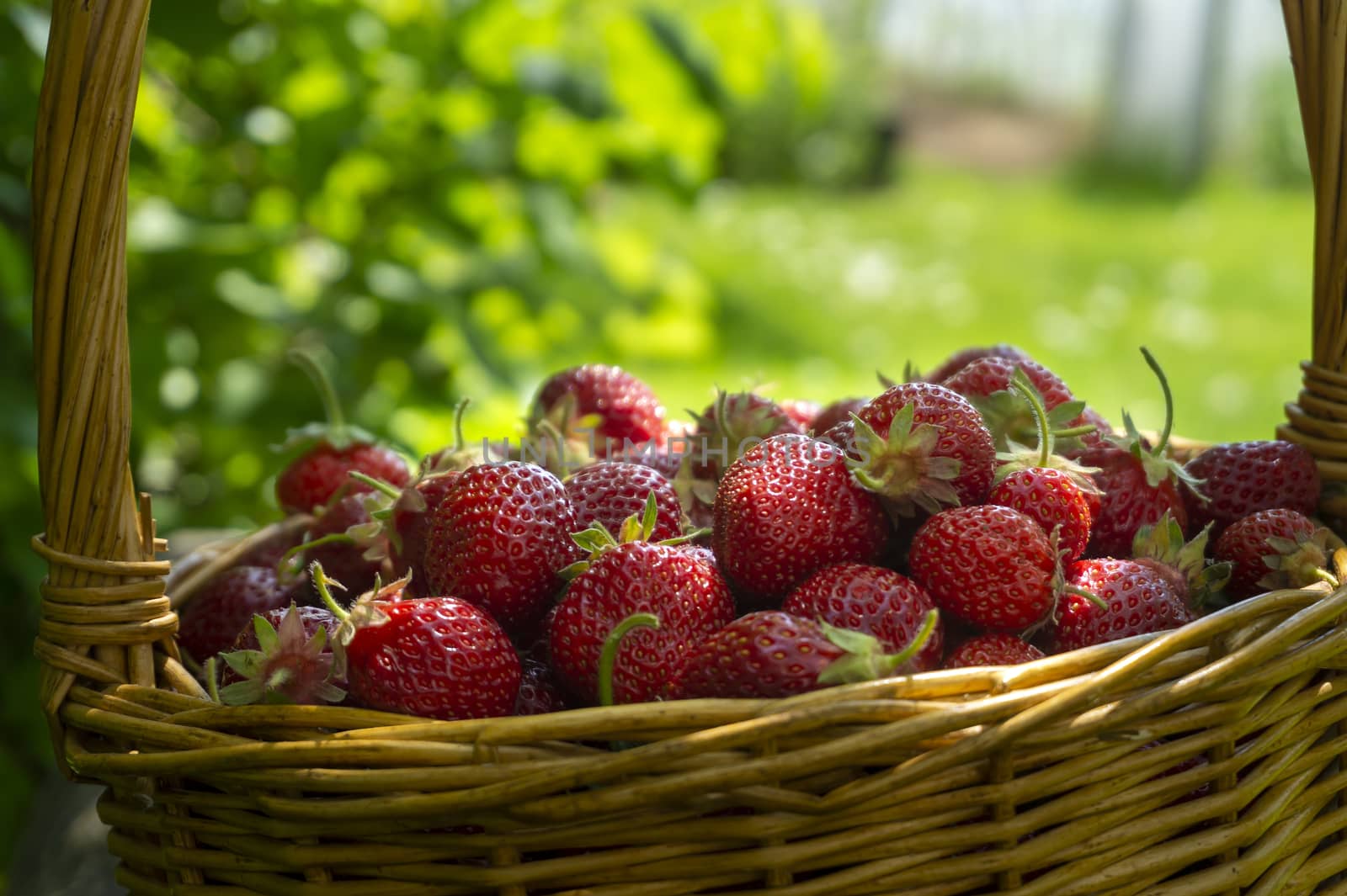 Rustic wicker basket with juicy ripe strawberries in a green meadow with flowering white daisies in spring in a close up side view