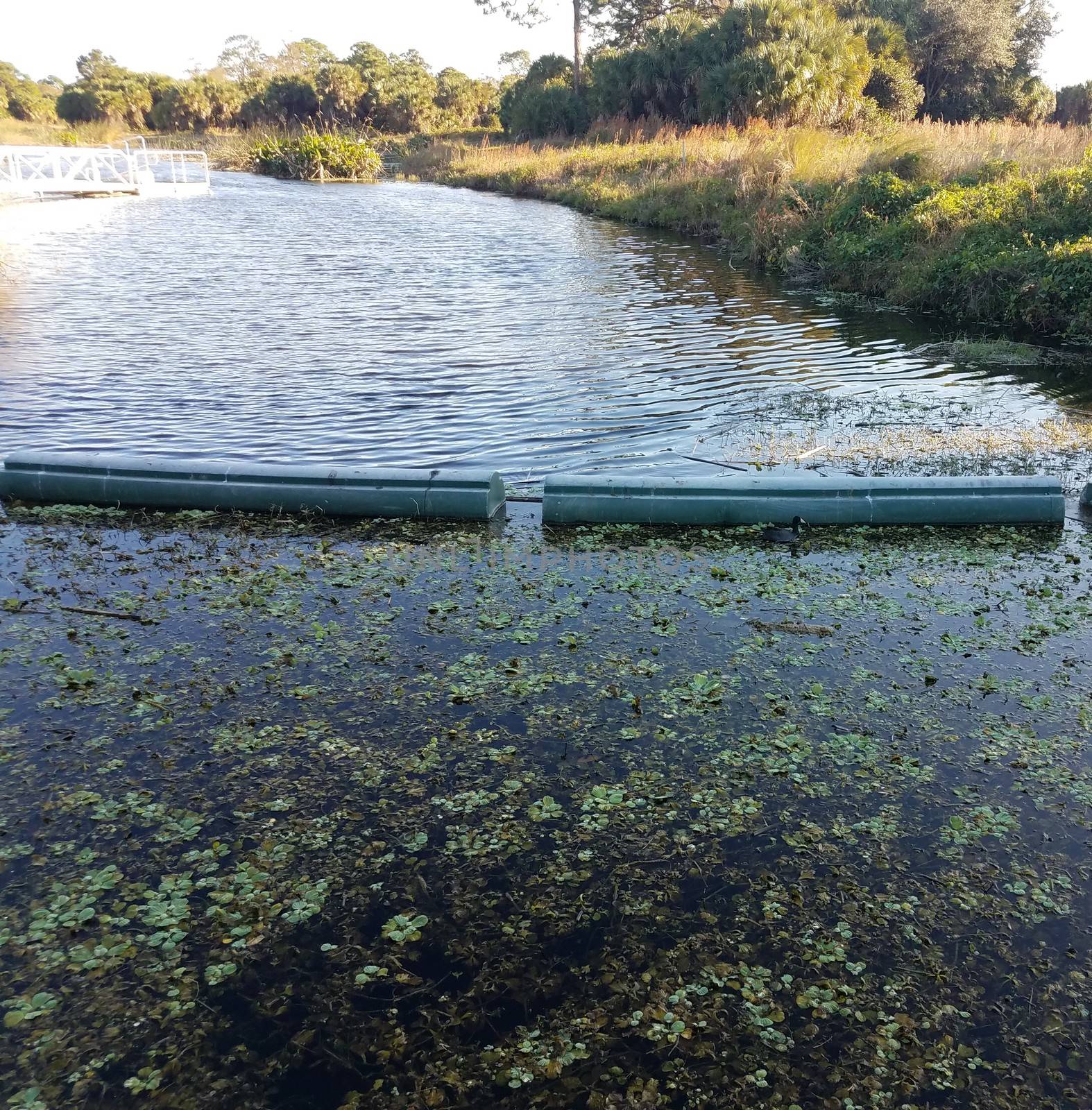 lake or pond water with divider or barrier and plants by stockphotofan1