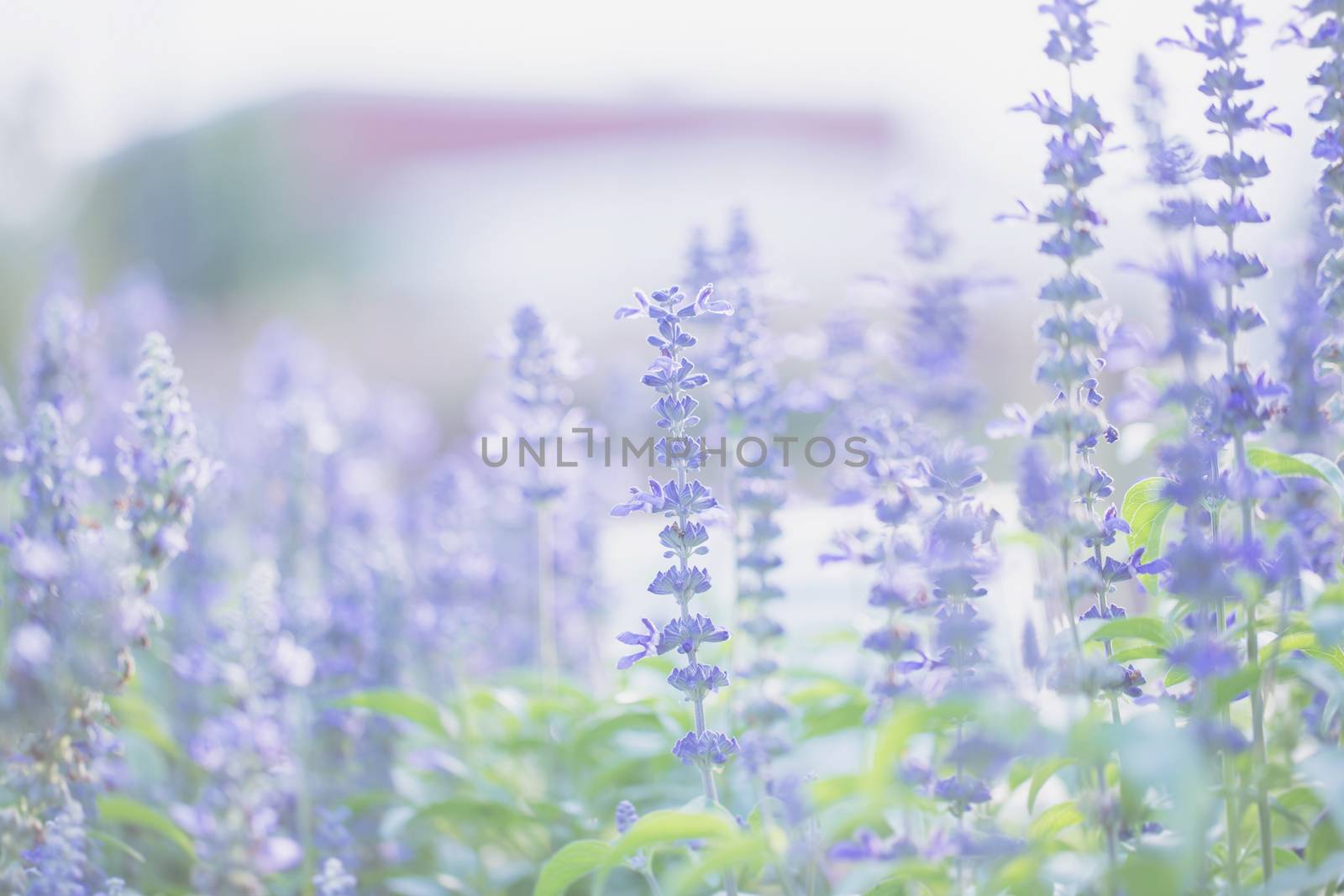 lavender flower by piyato