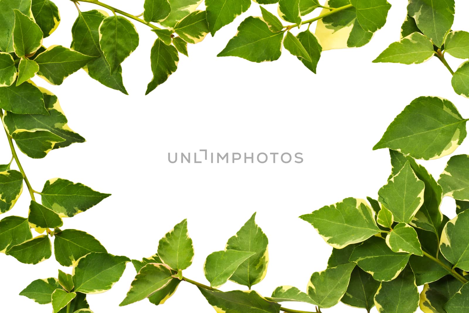 Leaf frame background of bougainvillea isolated on white background and clipping path