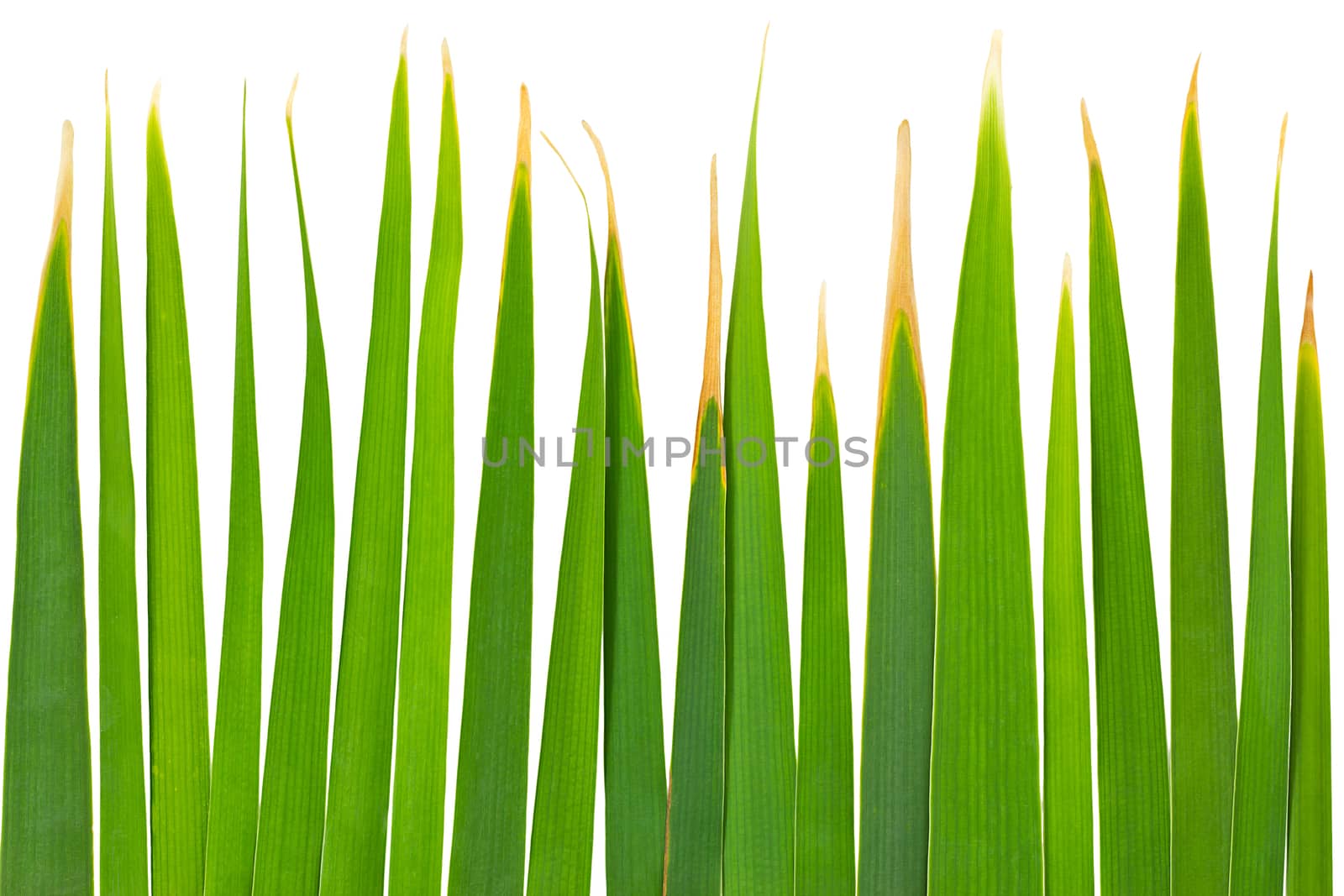 Green Leaves of Reed isolated on white background and clipping path