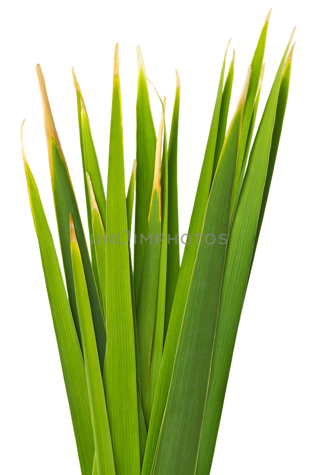 Green Leaves of Reed isolated on white background and clipping path