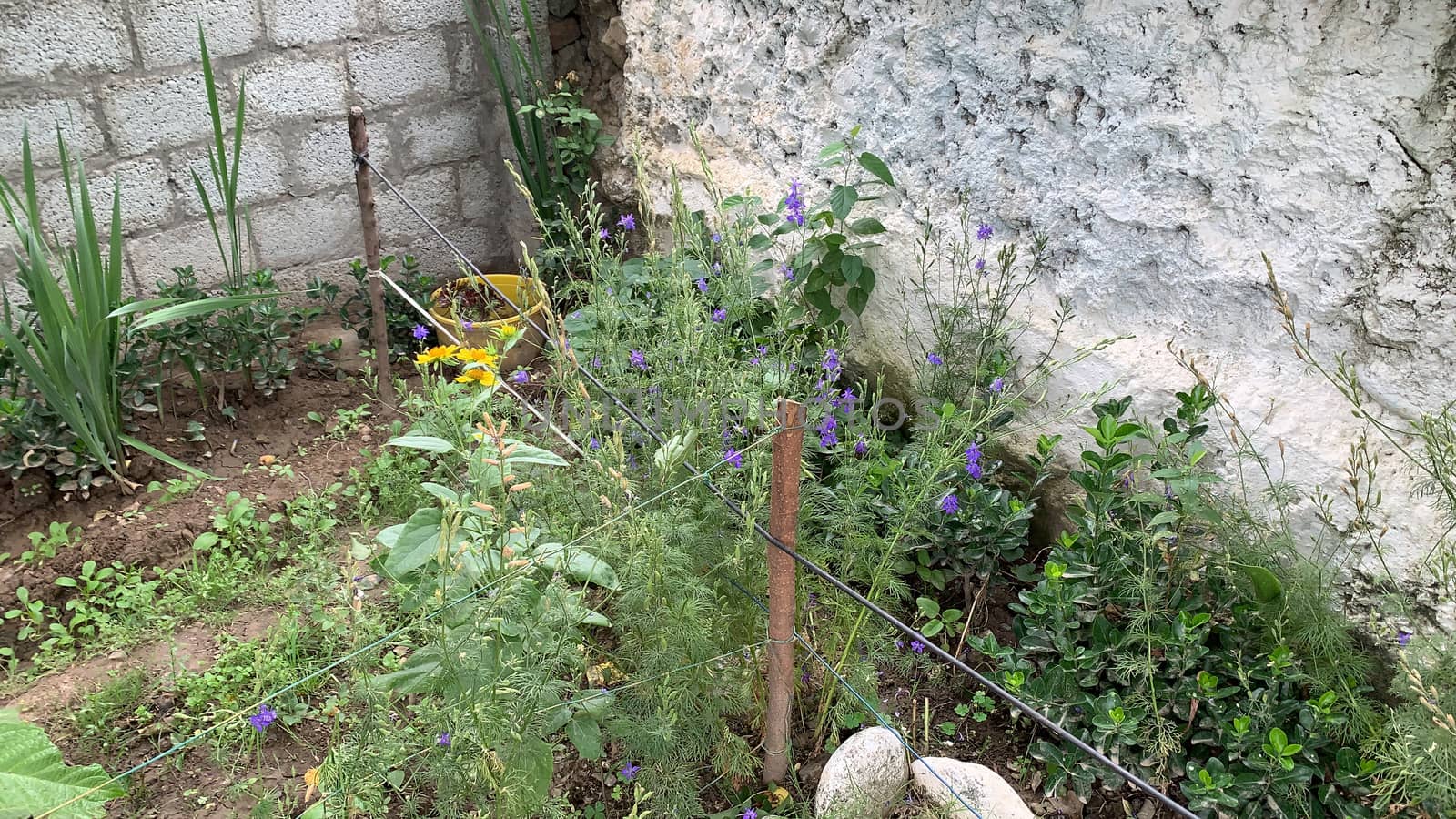 corner of the garden with green plants and blue flowers