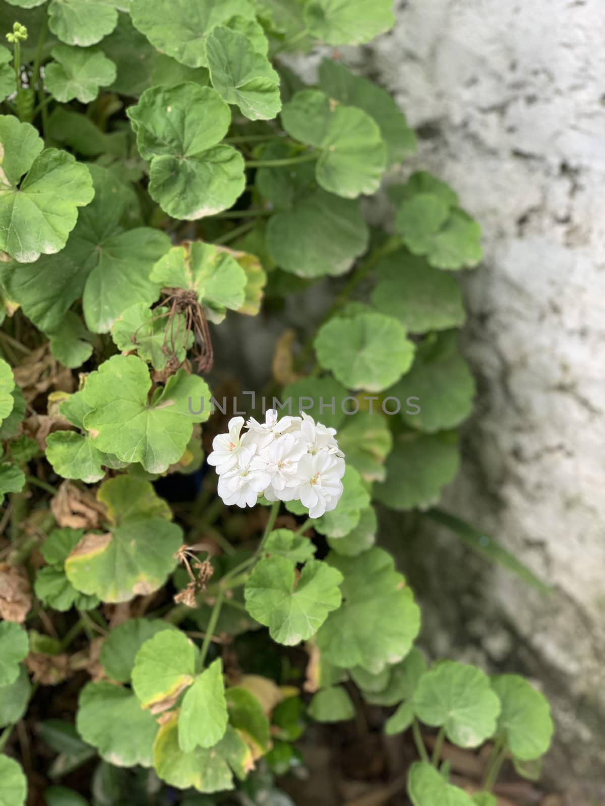 white flowers with many petals on one stem near the grey wall. selective focus