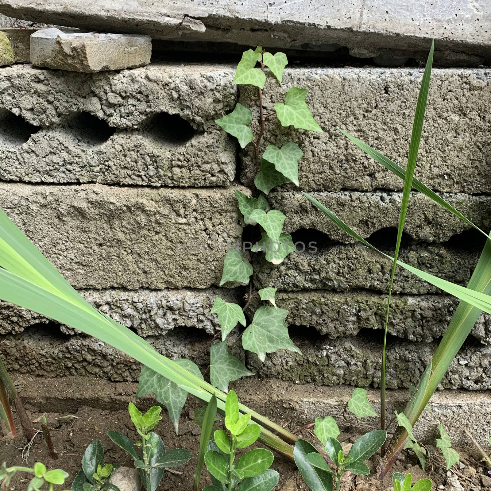 small ivy on the old bricks