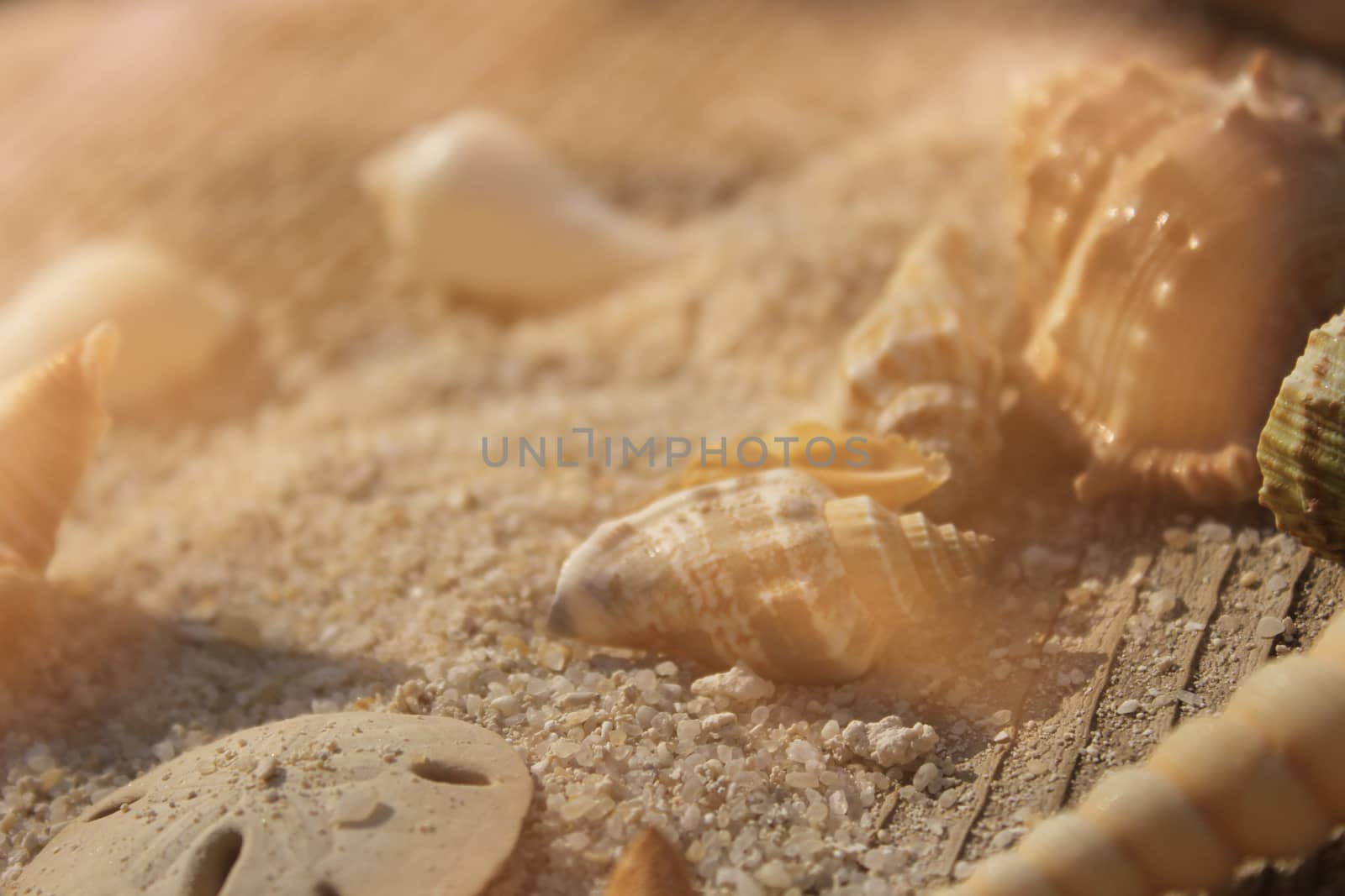 Sea shells on Boardwalk with sand and bright sun