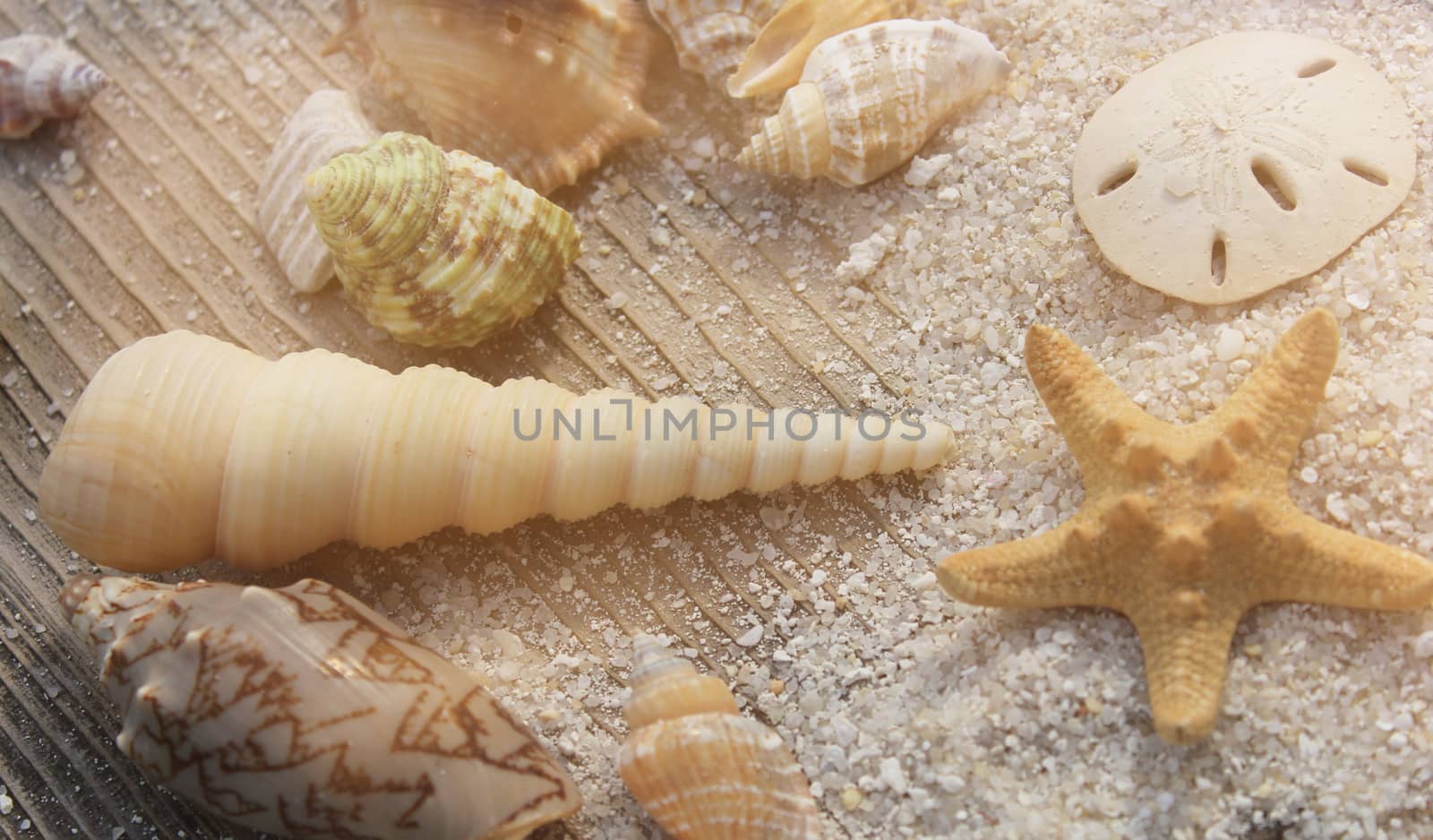 Seashell on boardwalk in bright sun by Marti157900