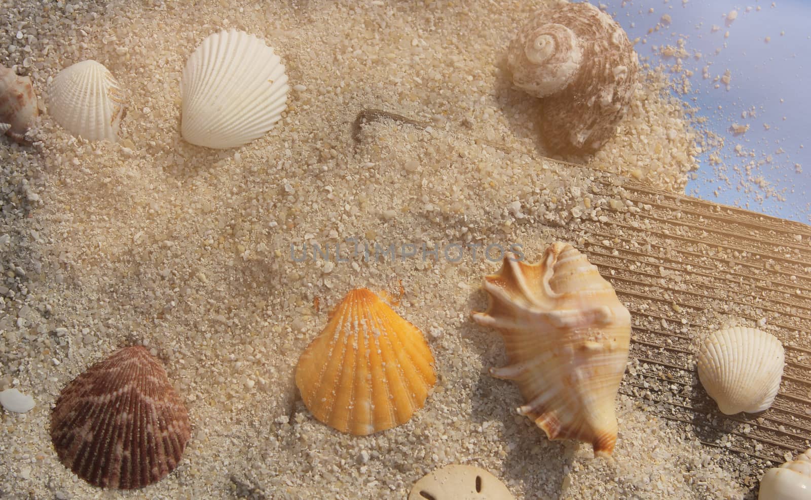 Seashells and sand on boardwalk in bright sun