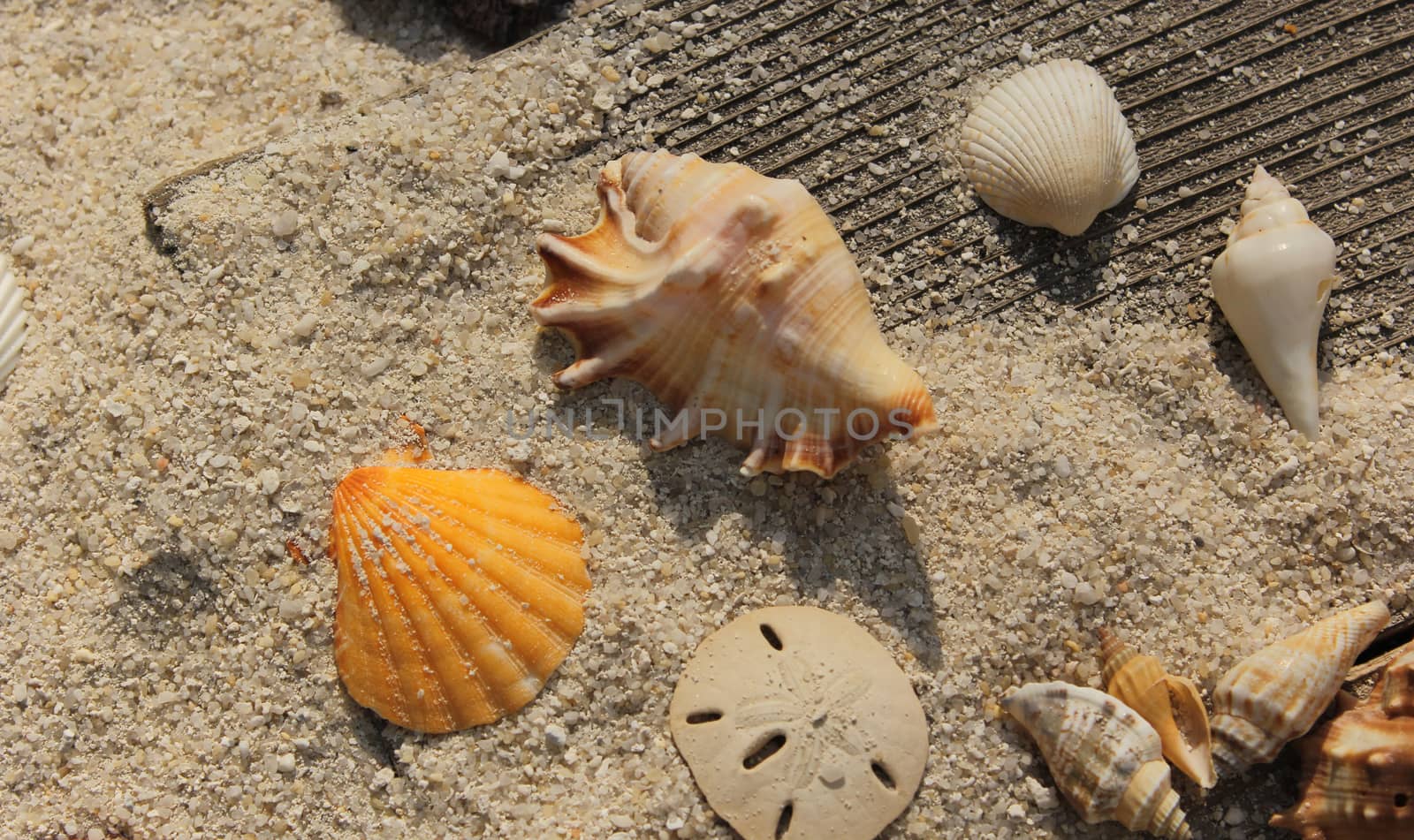 Sea shells on Boardwalk with sand by Marti157900