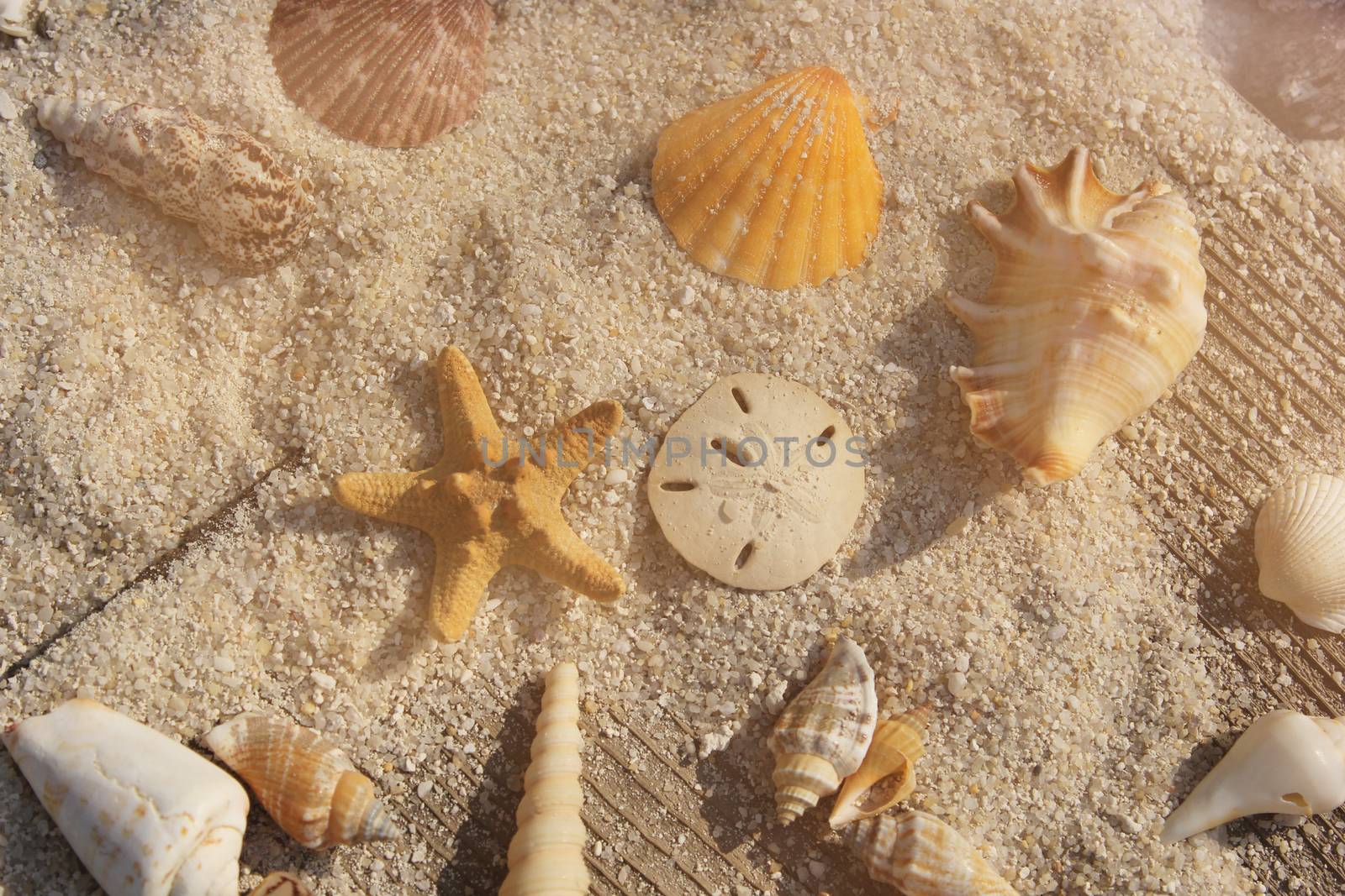 Seashells and sand on boardwalk in bright sun